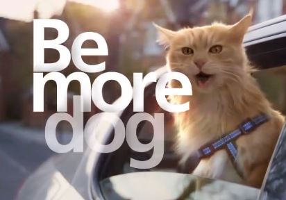 be more dog