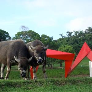 Buffalo outside TNUA.