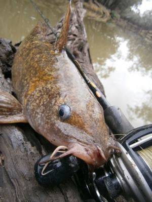 condamine river fresh water report · condamine river bubbles, gas and fish condamine river bubbles, gas and fish skip navigation sign in search. condamine river fresh water report · condamine river bubbles, gas and fish condamine river bubbles, gas and fish skip navigation sign in search.