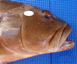 iki jime tool australia