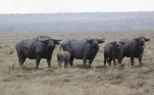 Buffalo are plentiful - a family of cows and a young bull