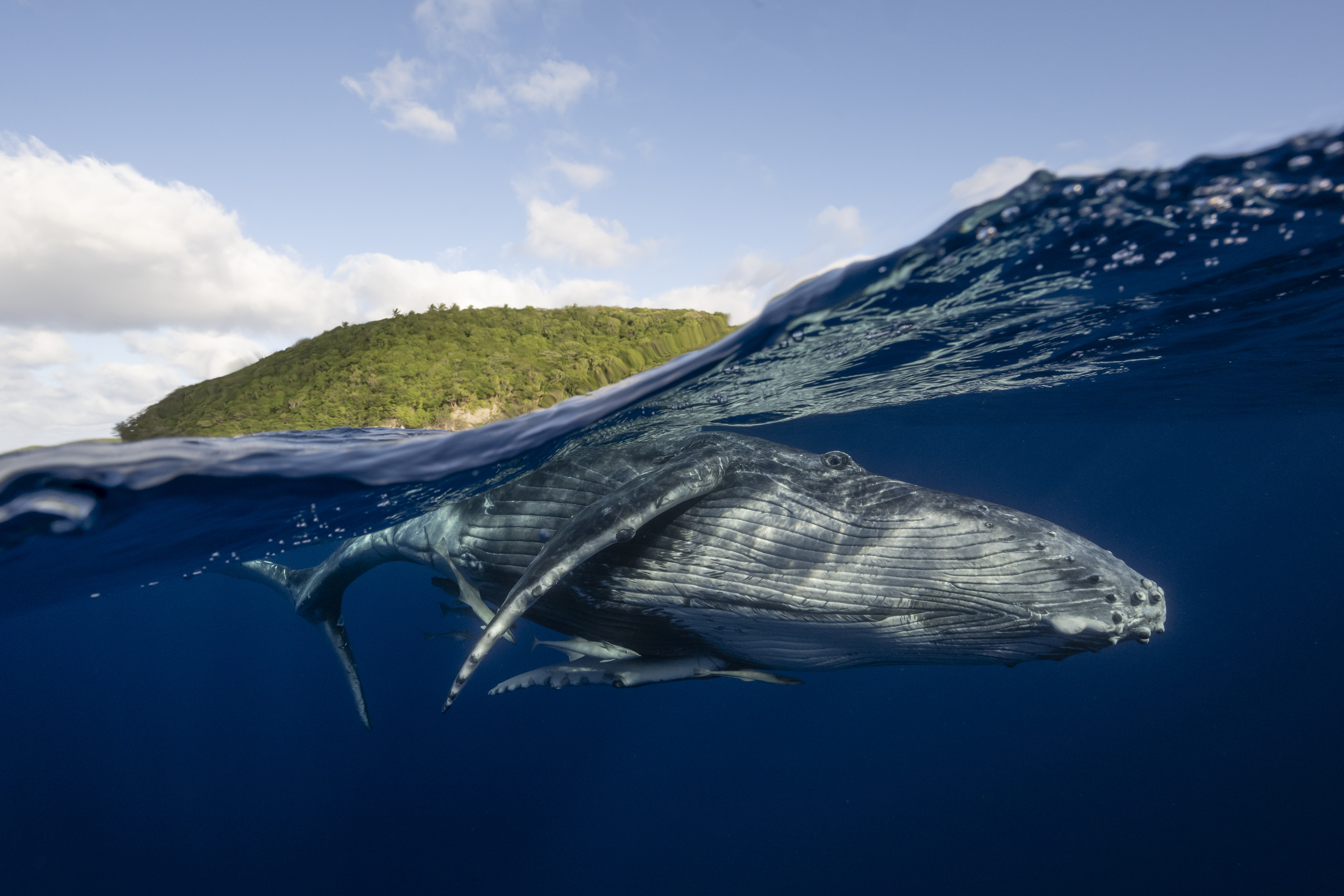 Matty Smith, 'The Whale's Welcome' – Winner, Landscape & Environment