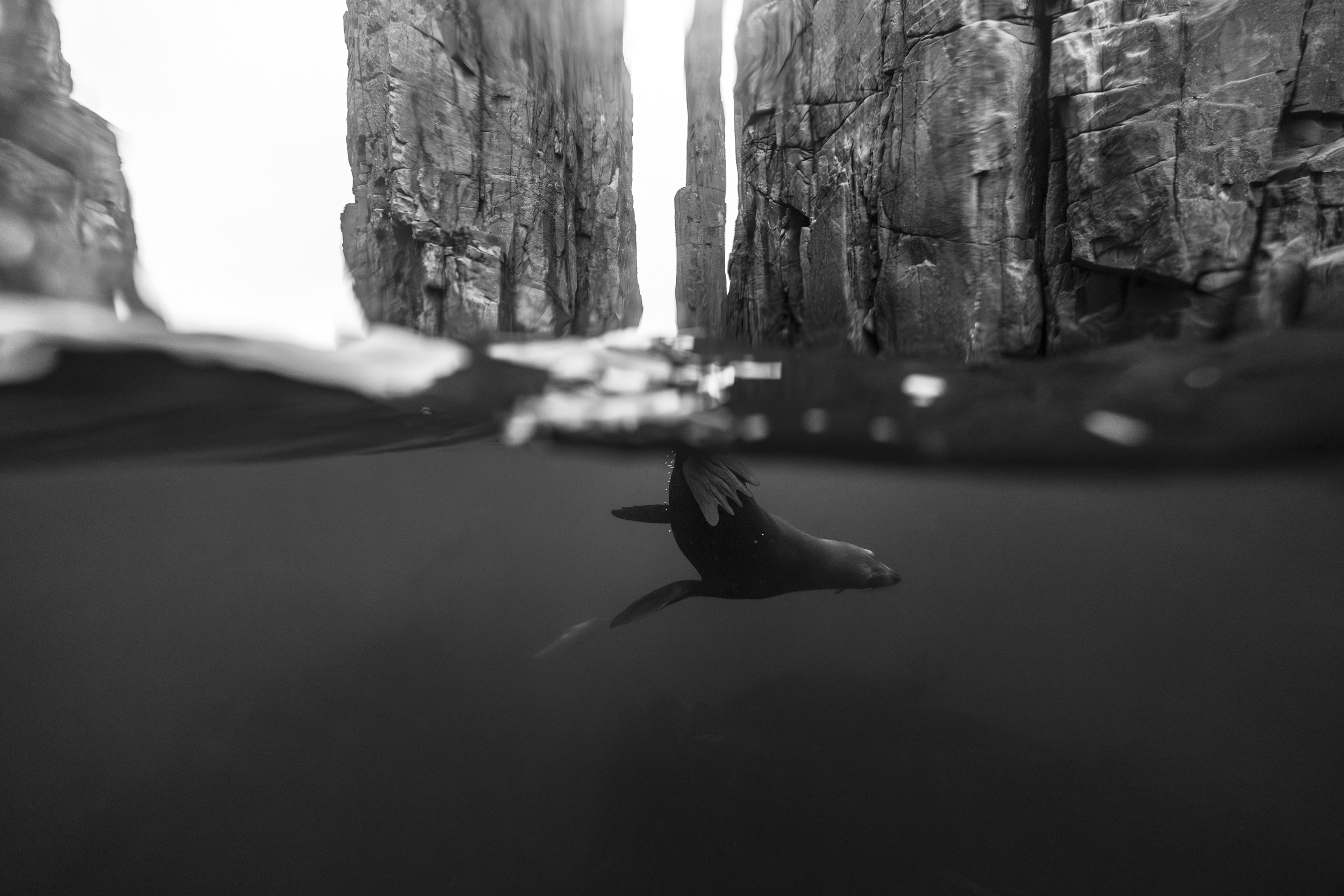 Fur Seal by Nick Green