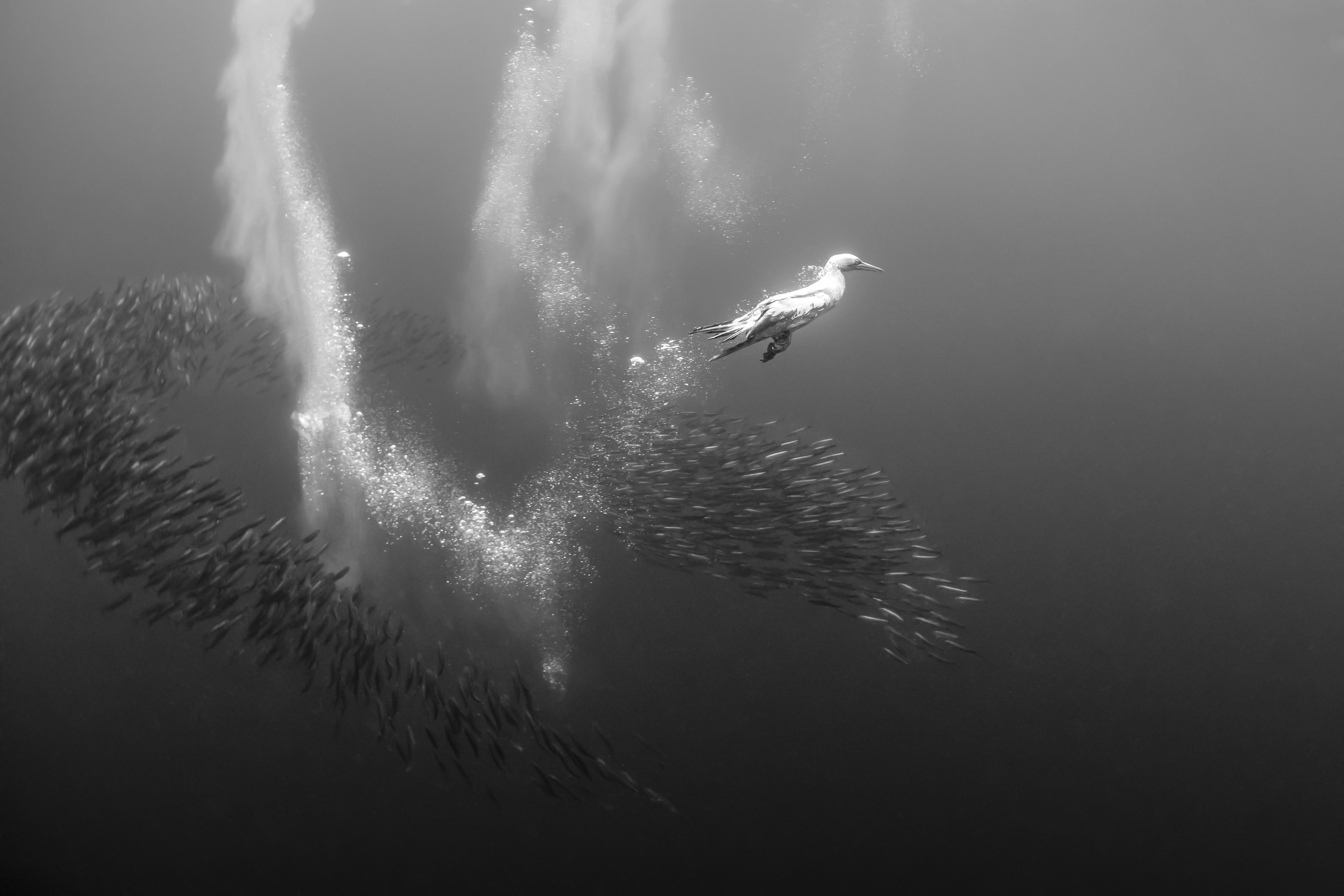 The Dive by Fabi Fregonesi