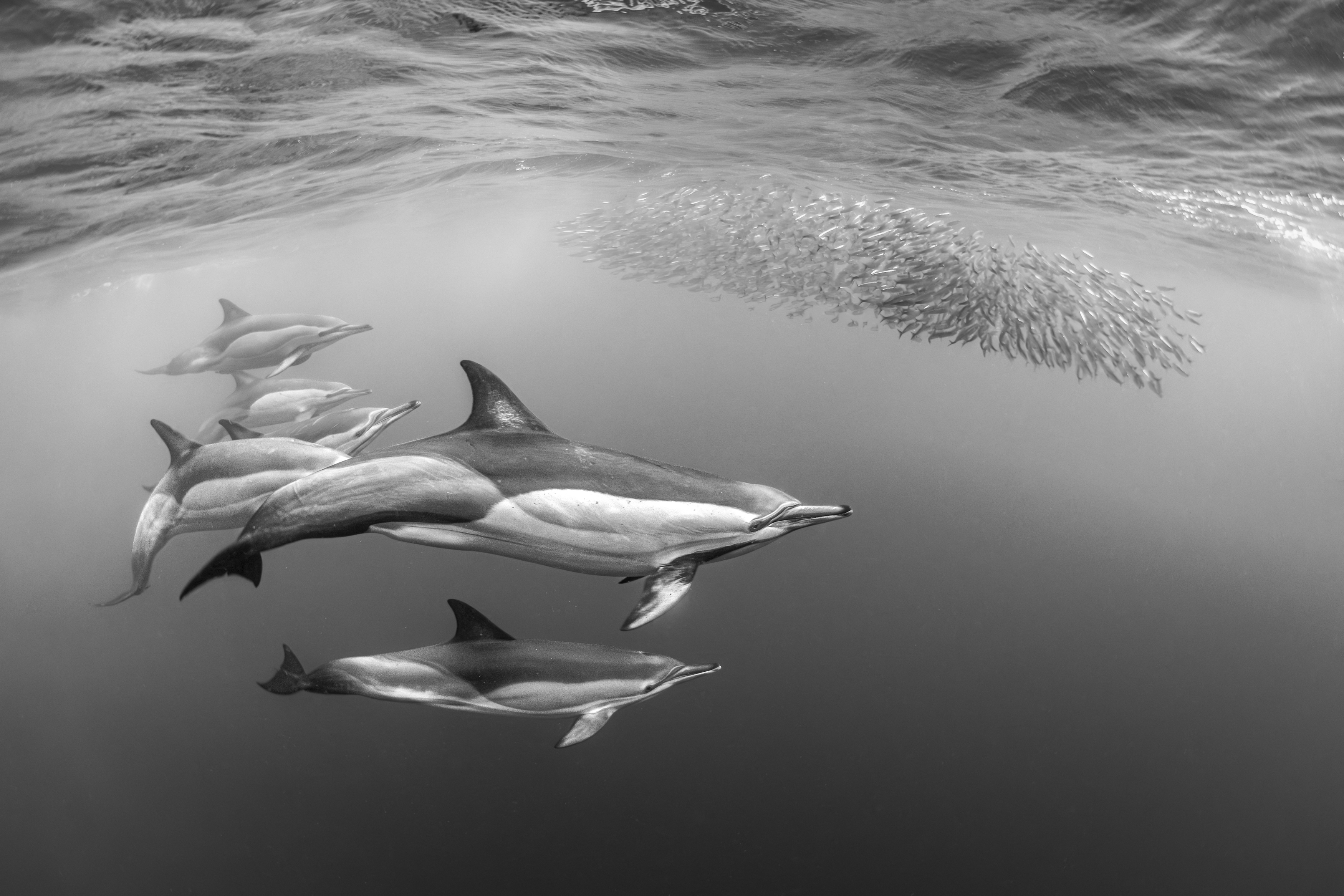 Lunch Time by Fabi Fregonesi