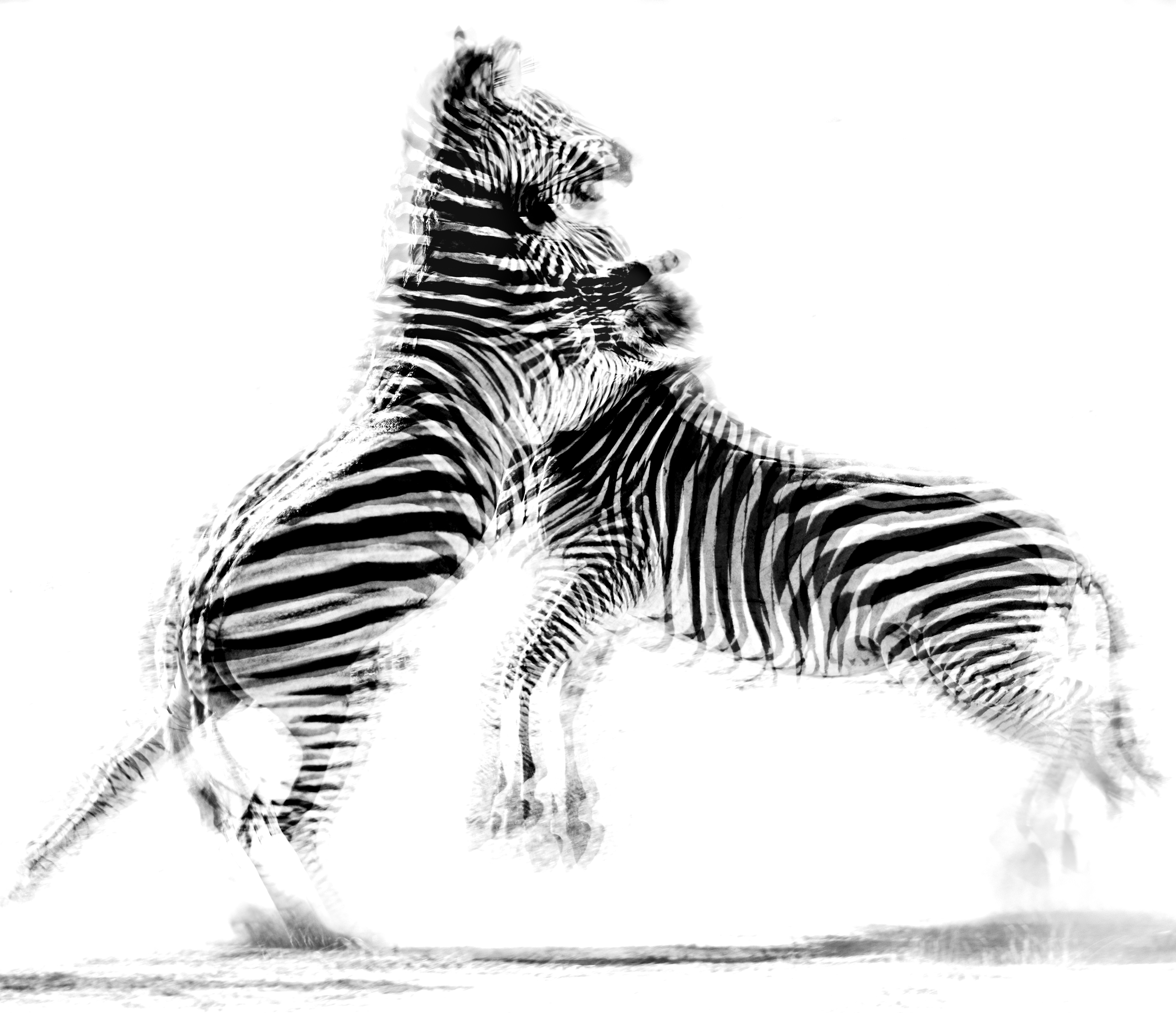 The Contest by Julie Mitchell