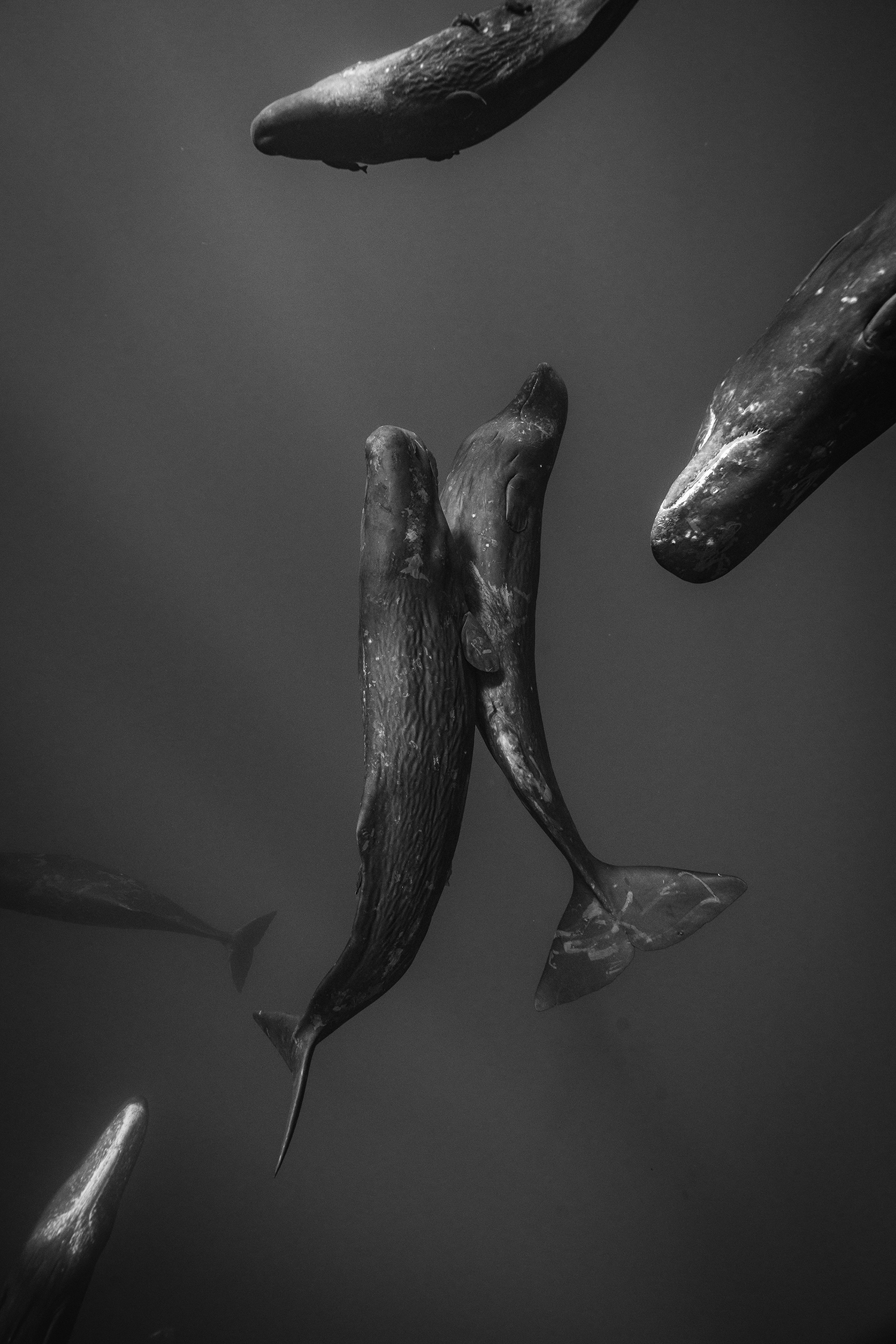 Sleeping Giants by Rowan Dear