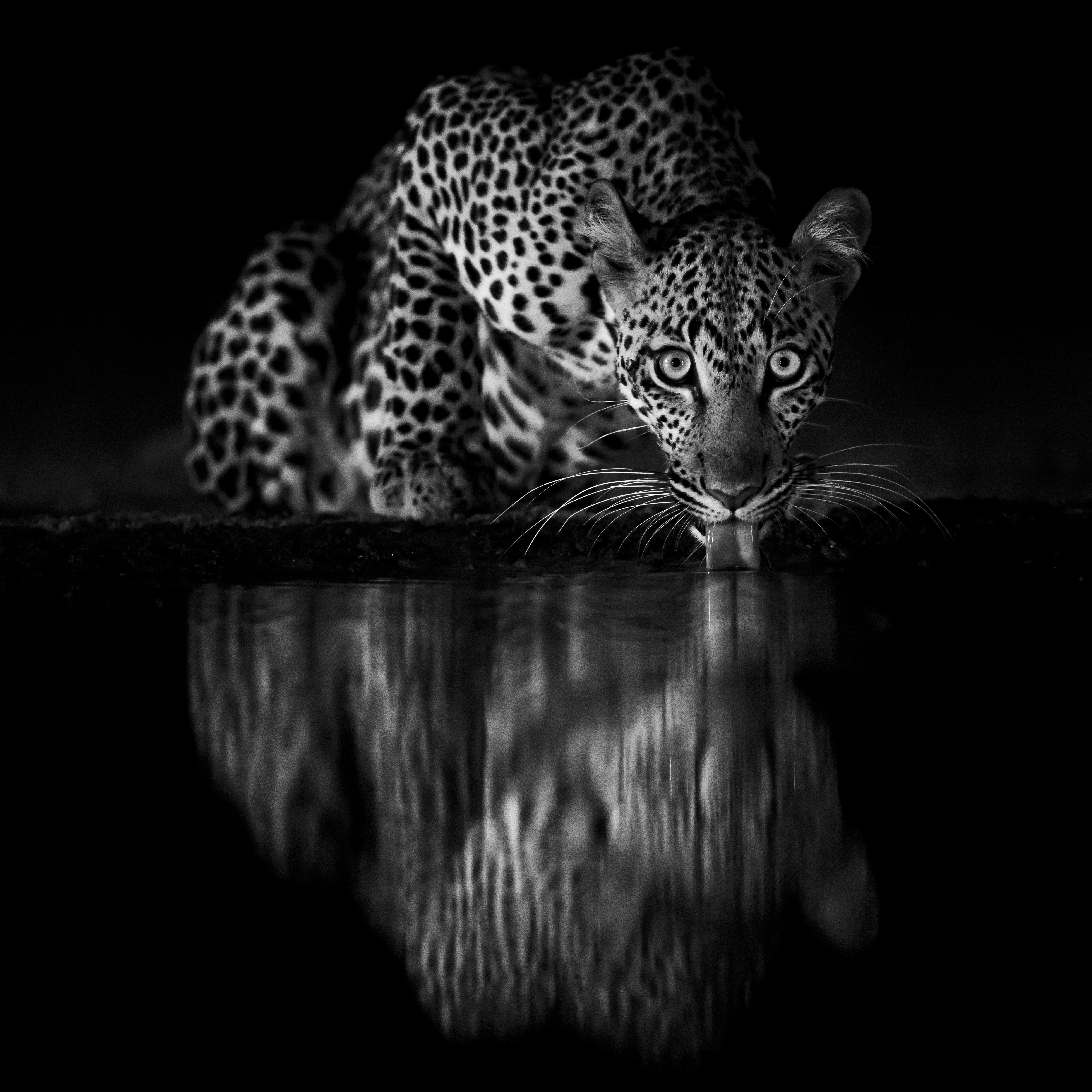 Night Eyes by Neil Kendall