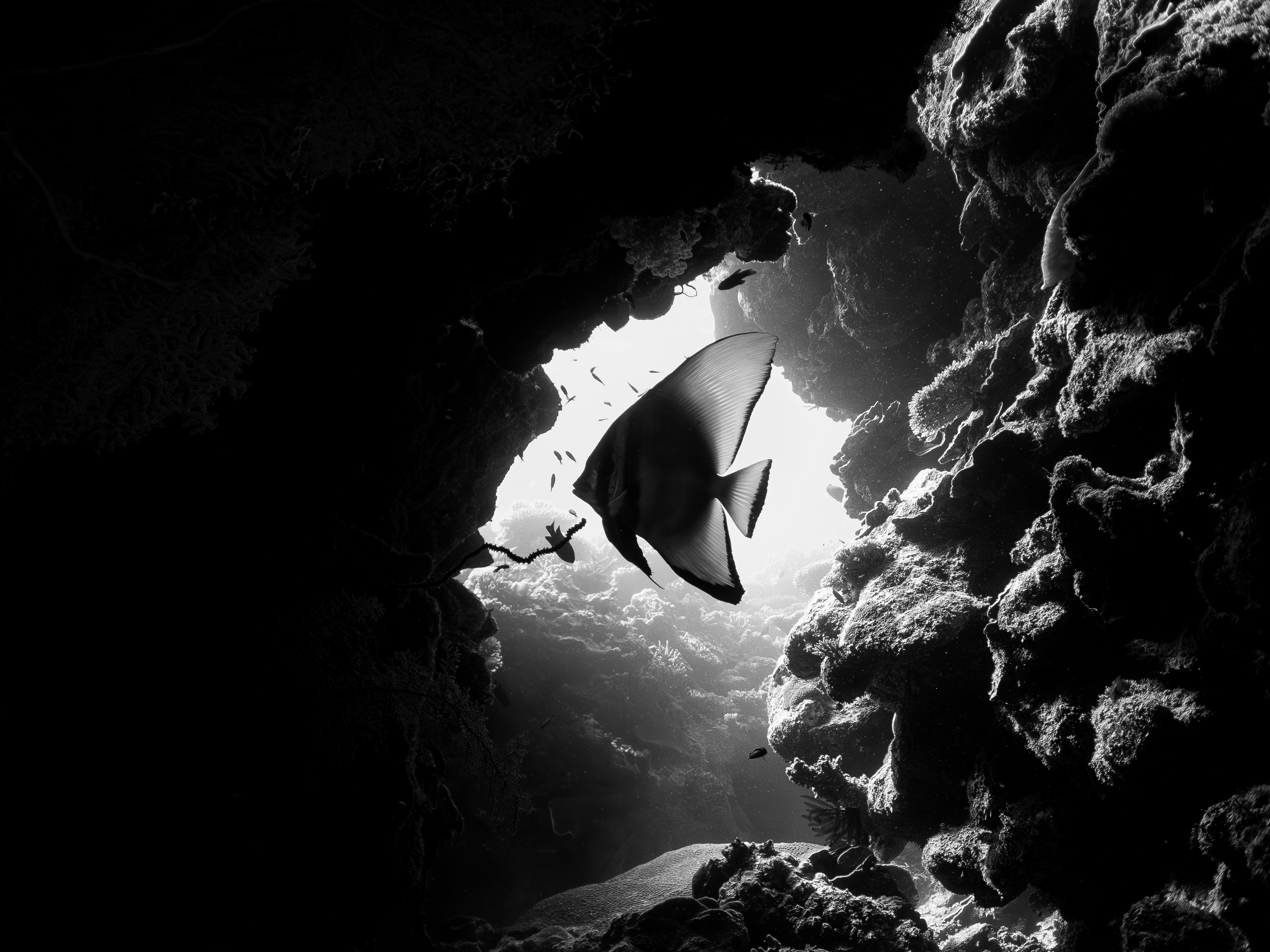 The Batsignal by Alejandro Otero