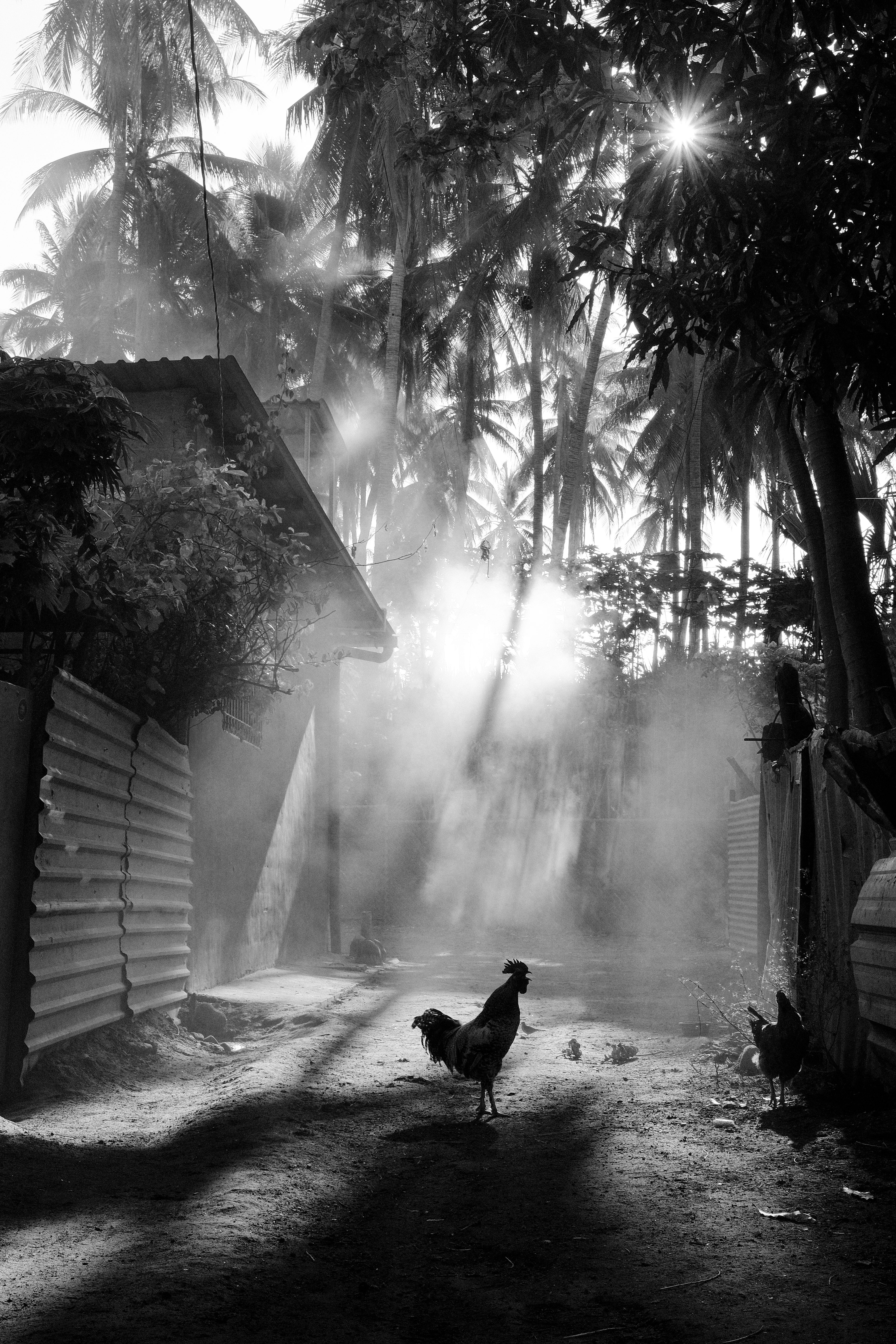 The Rooster's Crow by Jeremy Skirrow