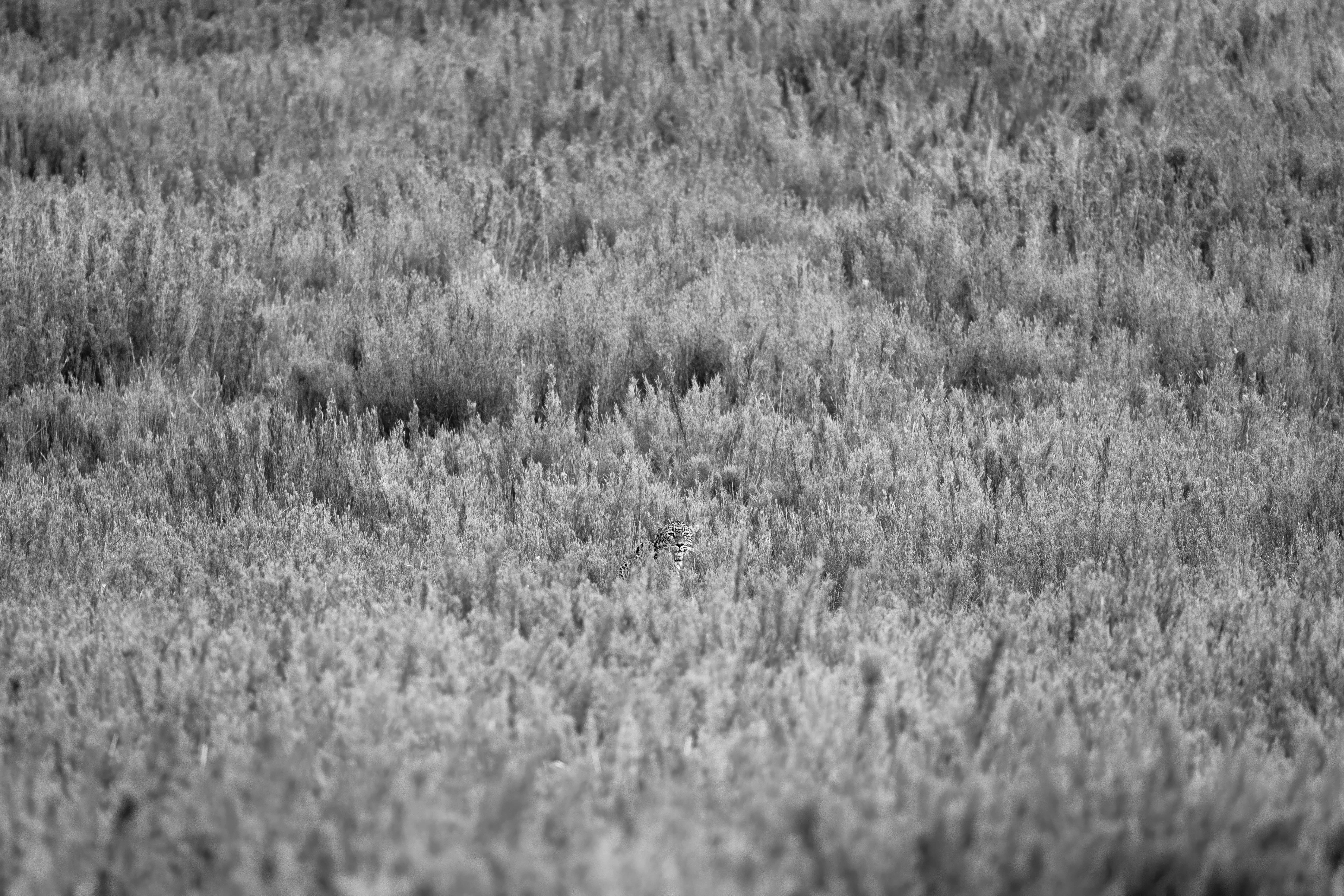 Find the Waldo by Jayathu Amarasinghe