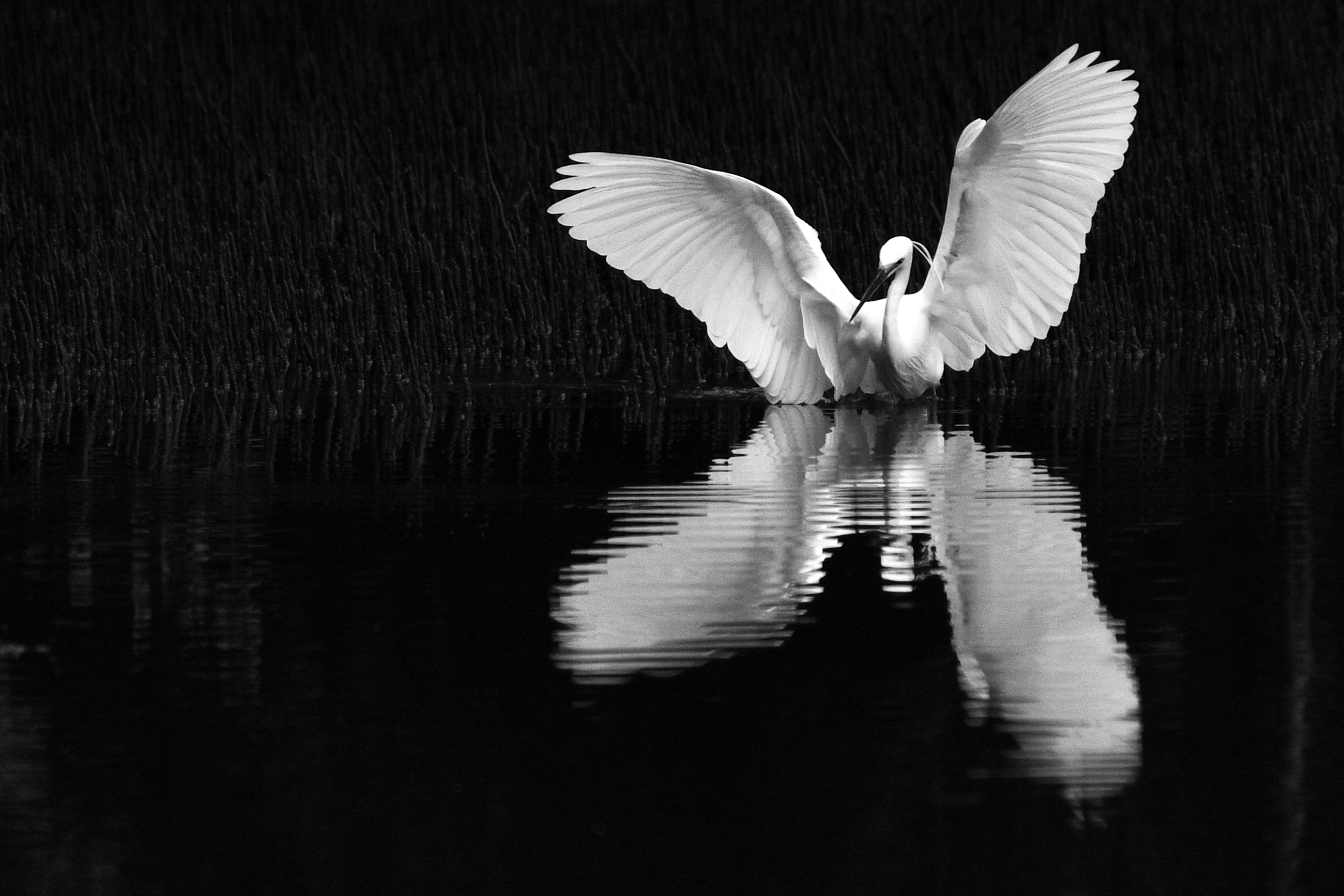 Heron — Unexpected by Sonia Friedrich