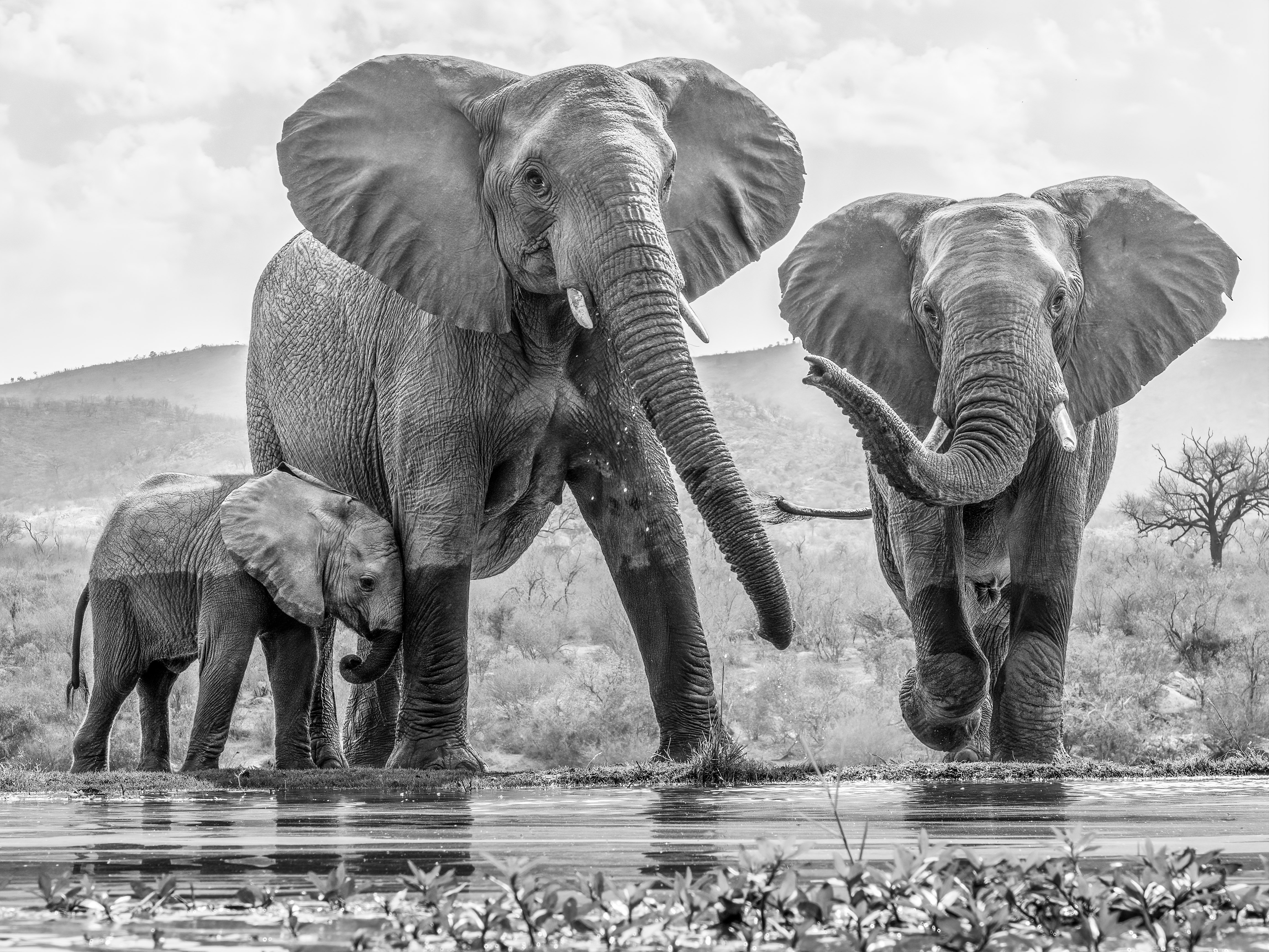 Family Dynamics by Emma Jones