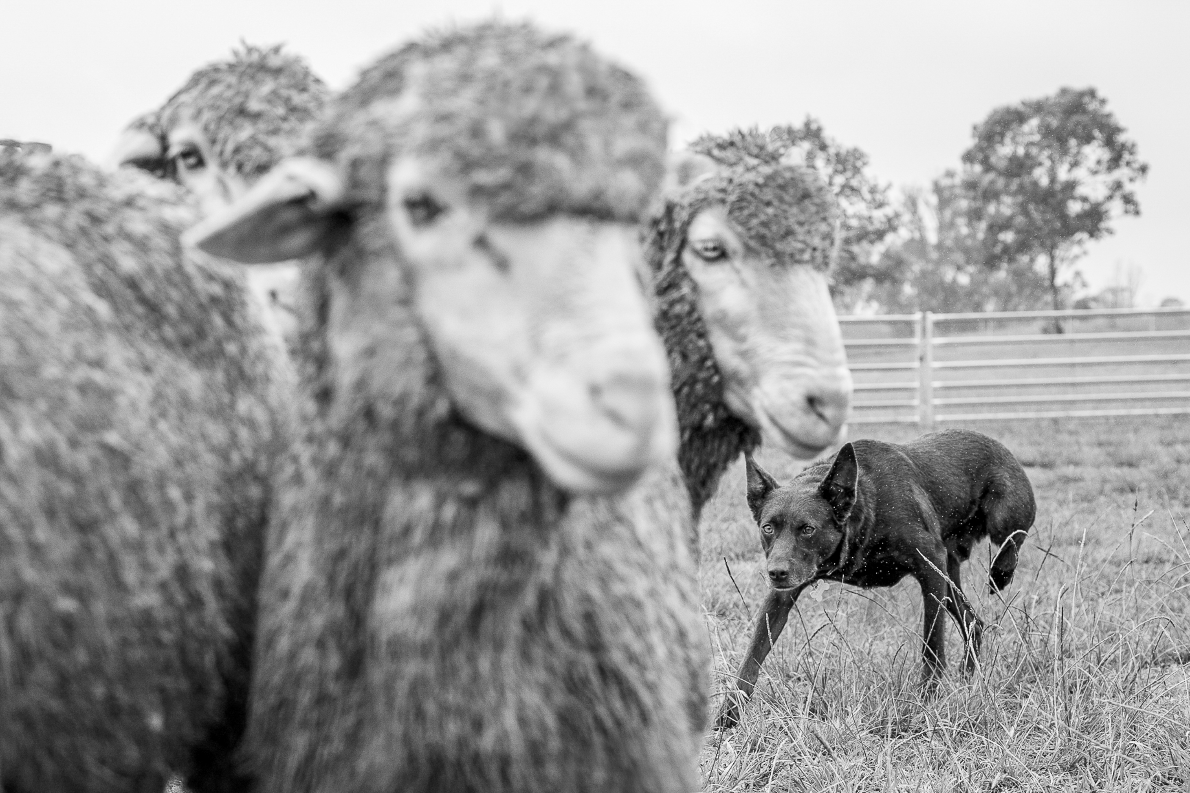 I'm Not Gunna Tell You Again by Linda Leman