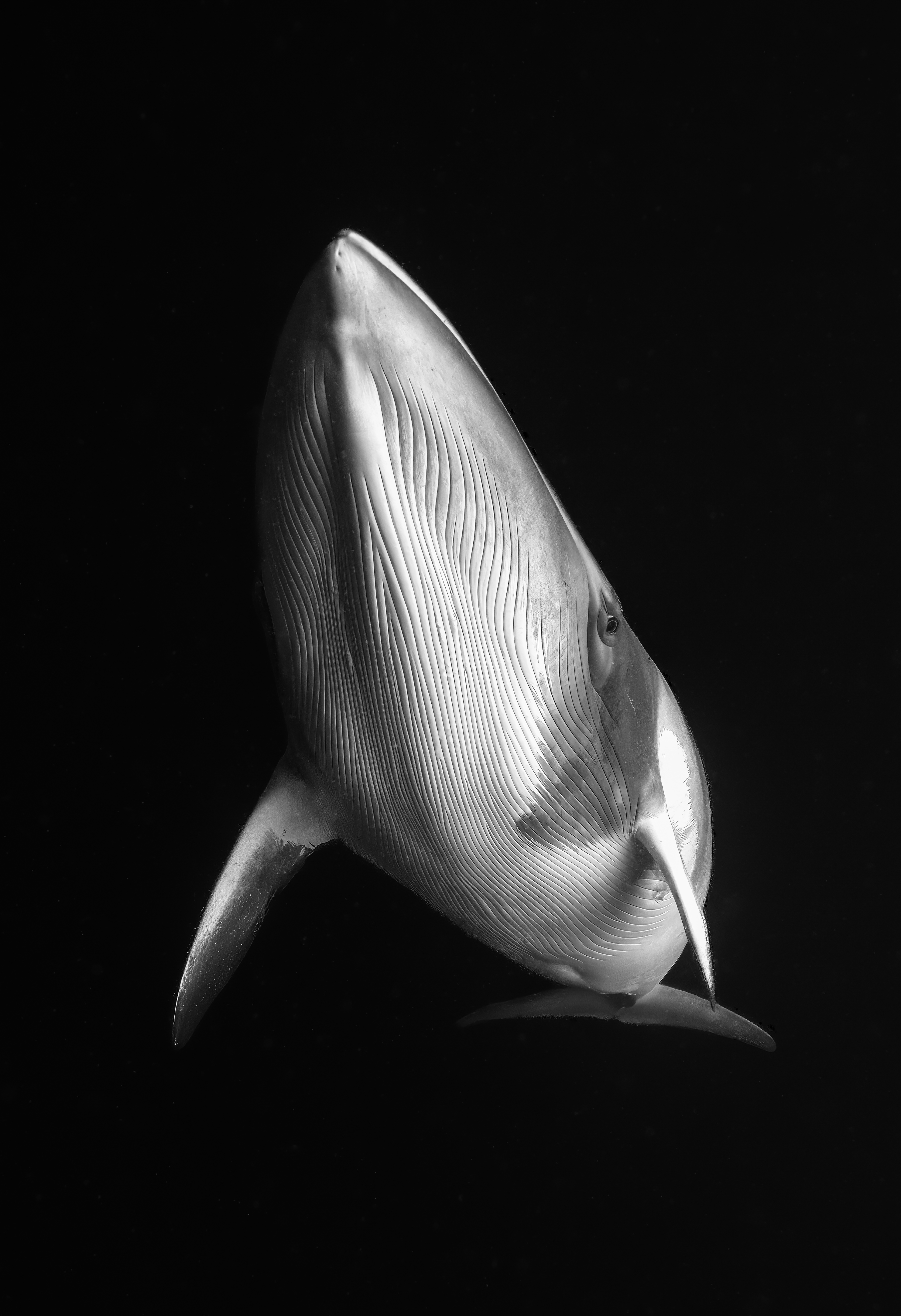 Minke Whale by Marcia Riederer