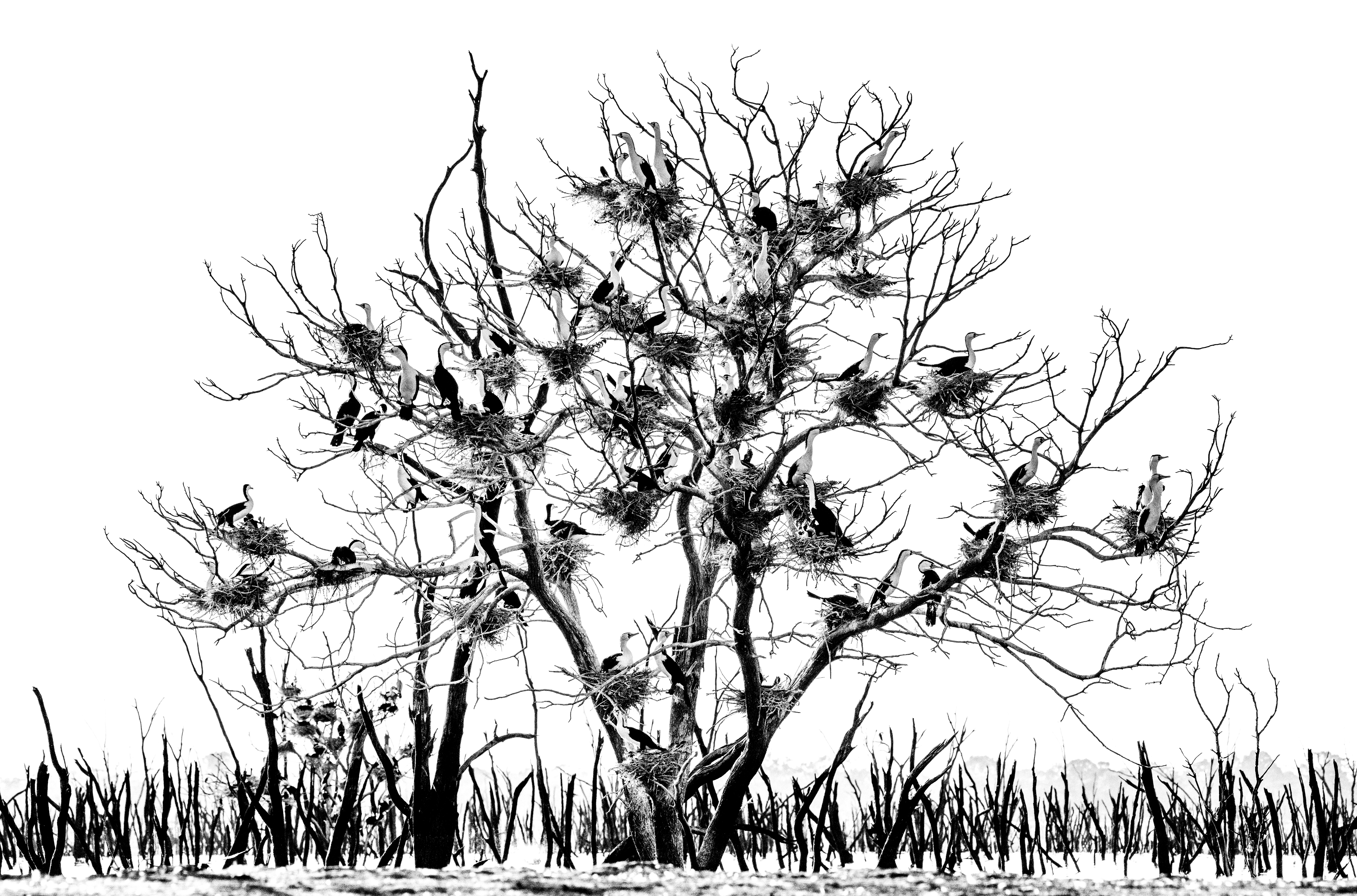 Nested Network by Mal Carnegie