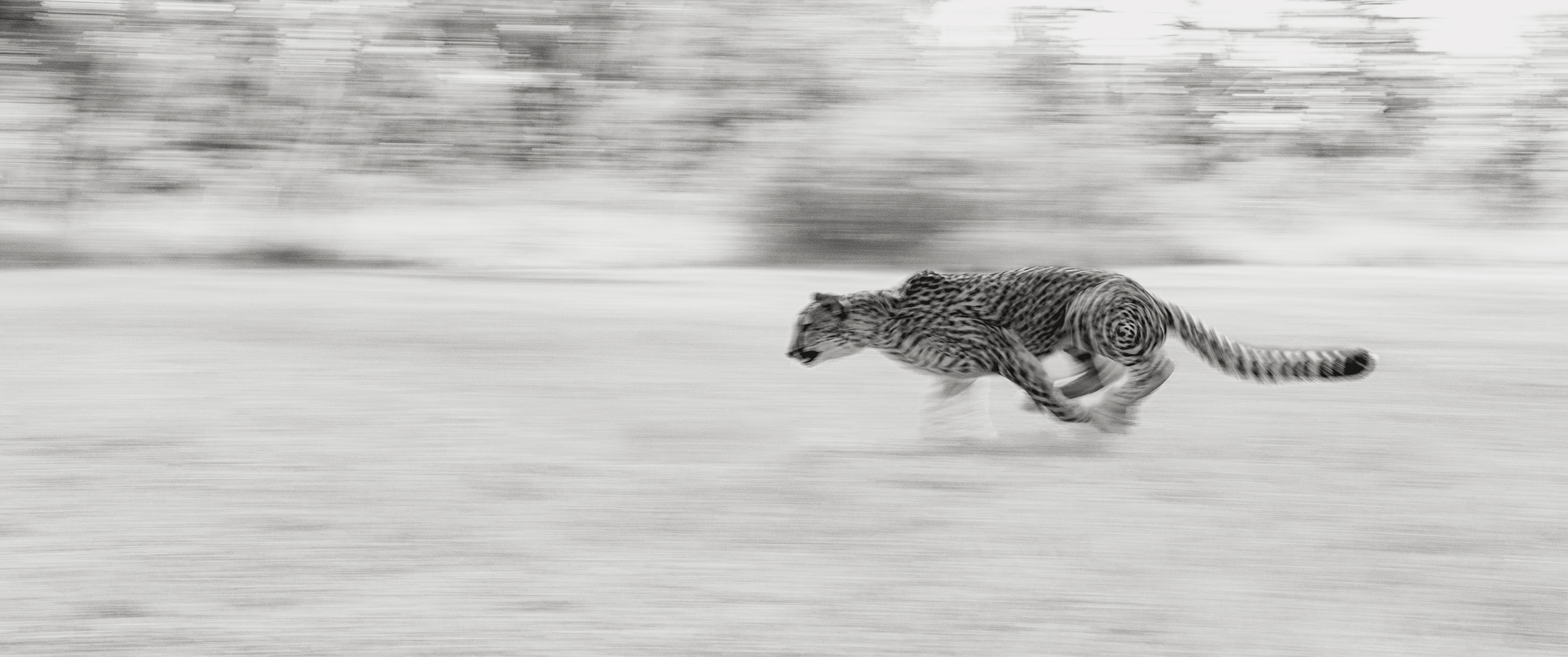 Spot Motion by Benjamin Liew