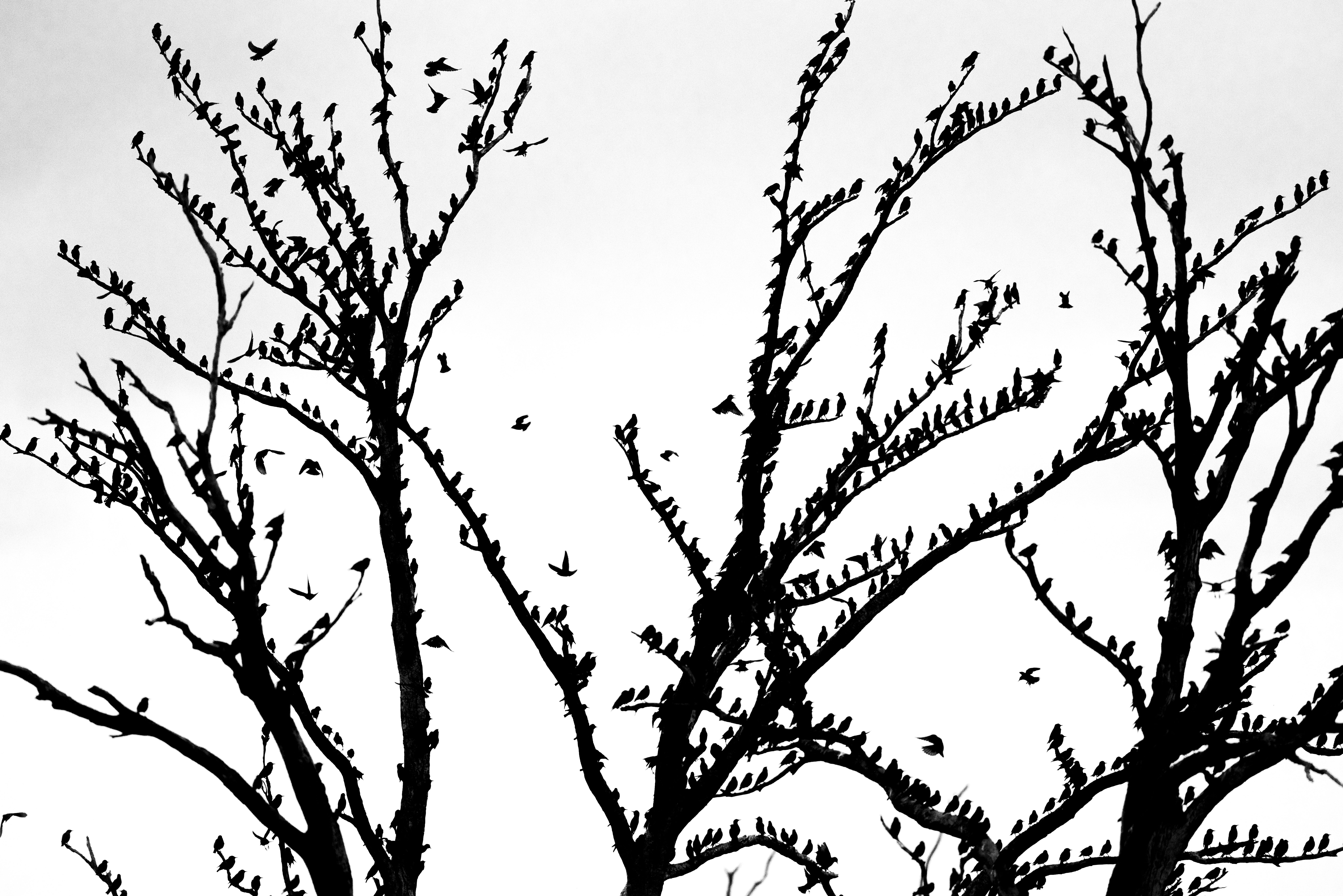 Starlings Only by Lasitha Liyana Patabendi