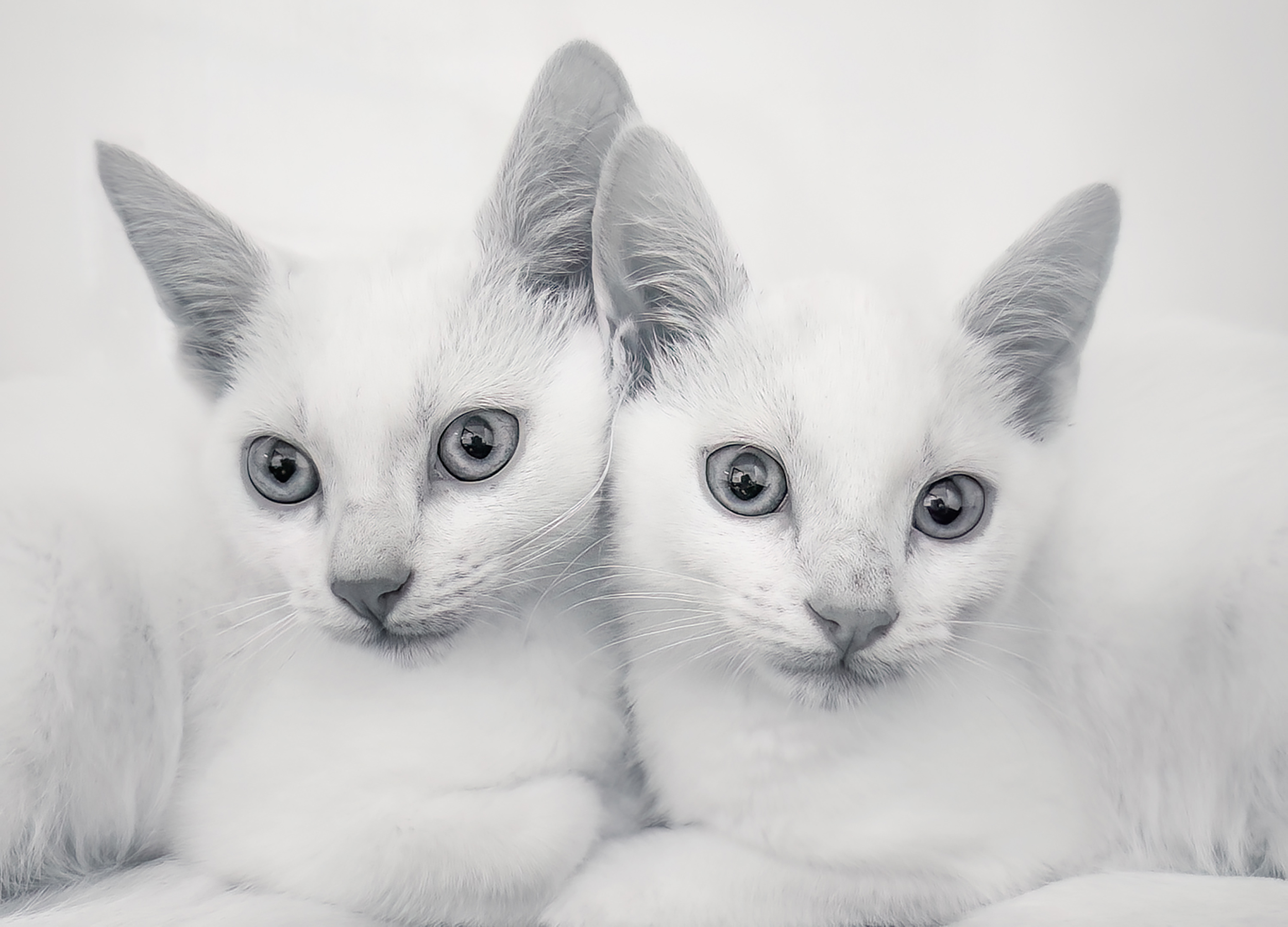 Purrfect Pair by Annmarie Finn
