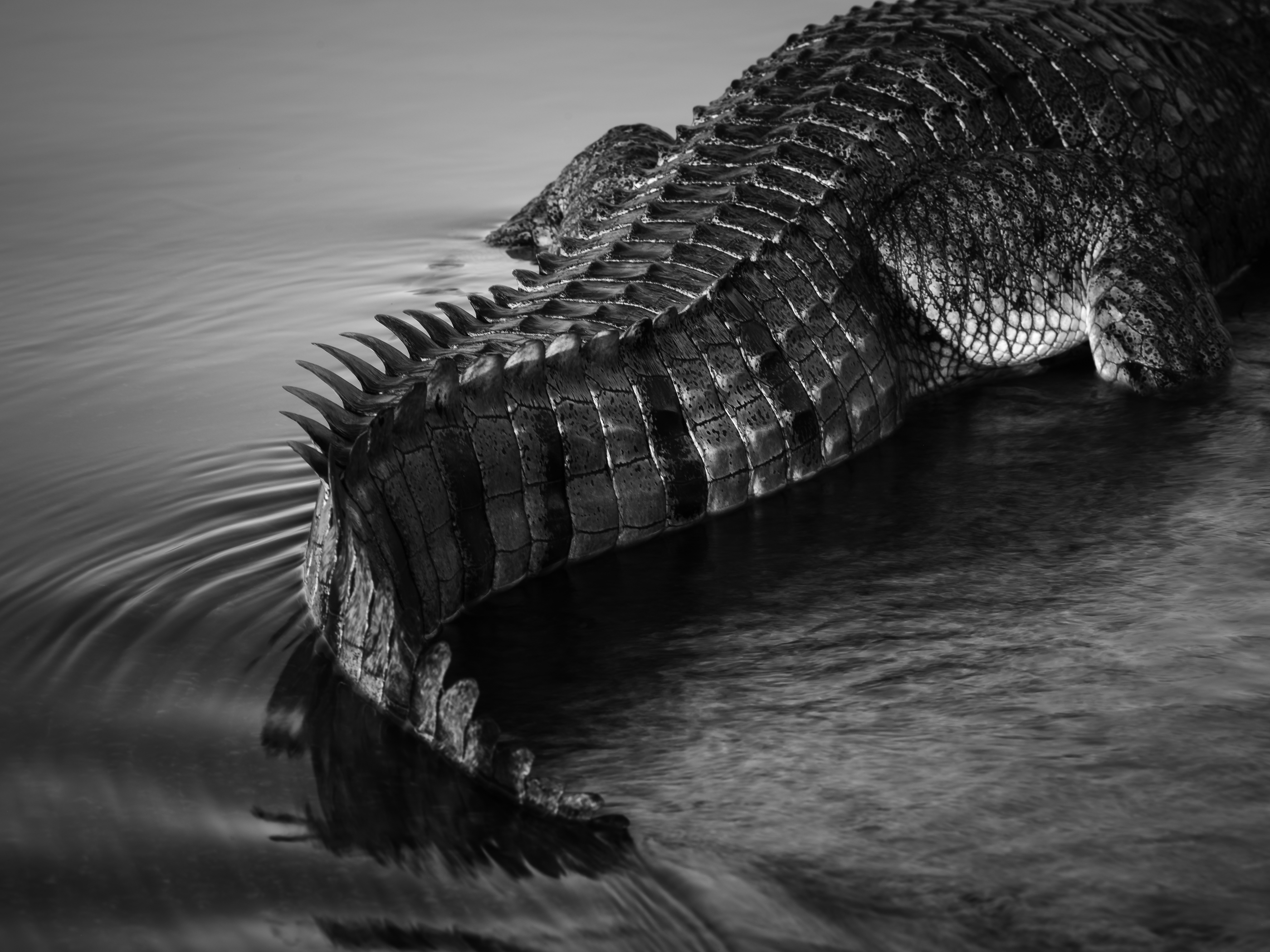 Tails of a Crocodile by Matt Krumins