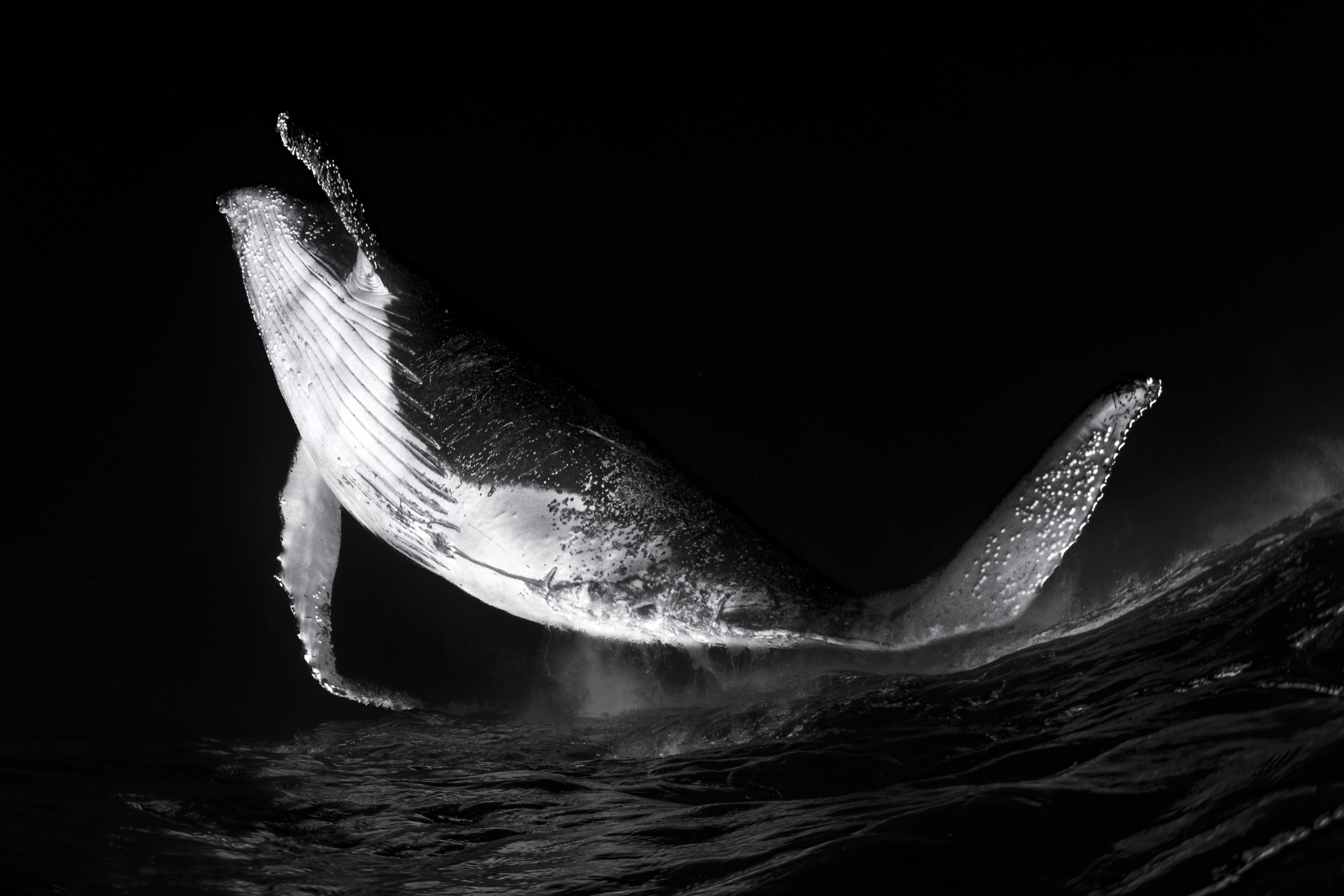 Dancing Whale by Fabi Fregonesi