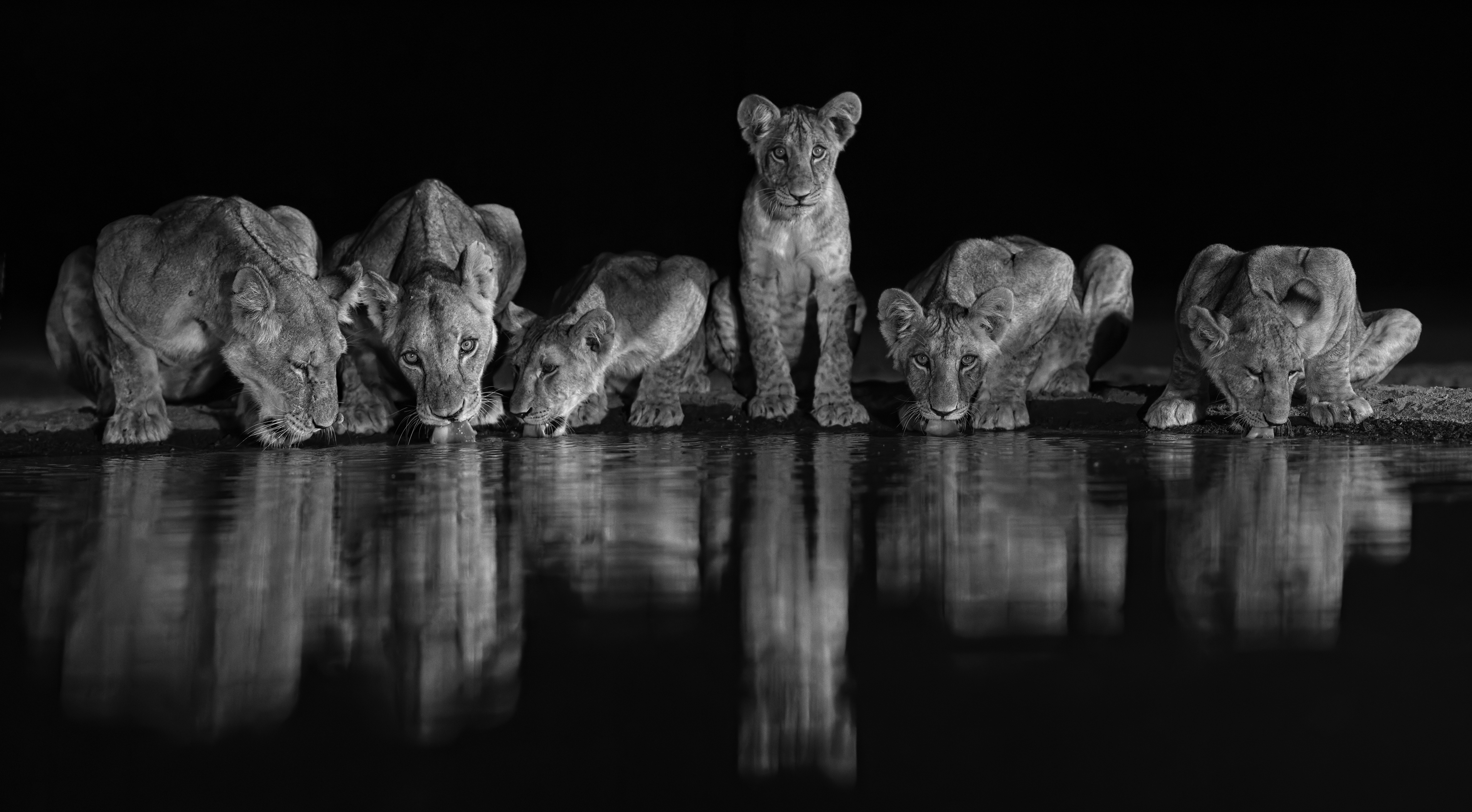 Midnight Hunters by Wayne Sorensen