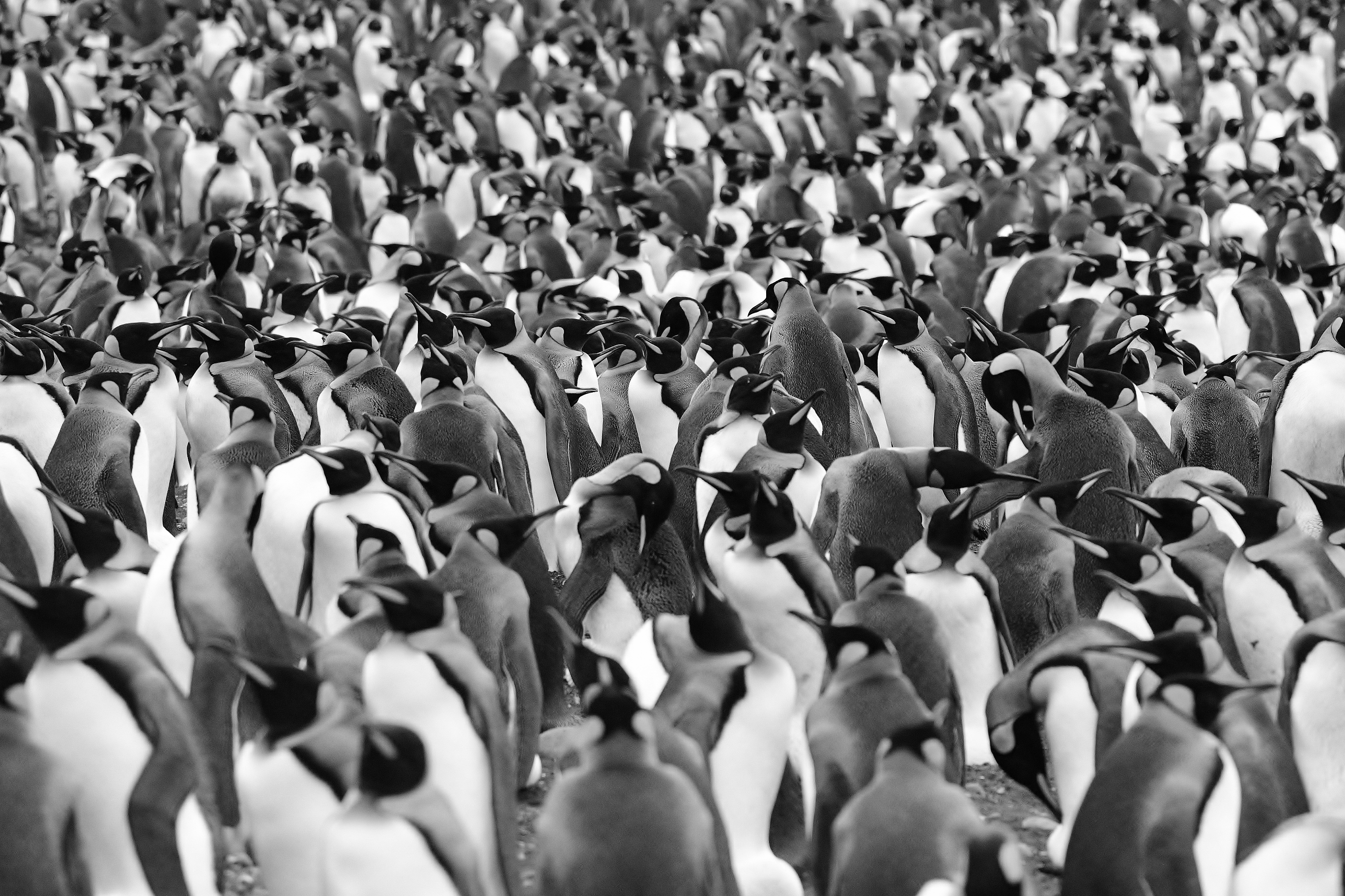 Subantarctic Royal Penguins Breeding by Ngaire Hart