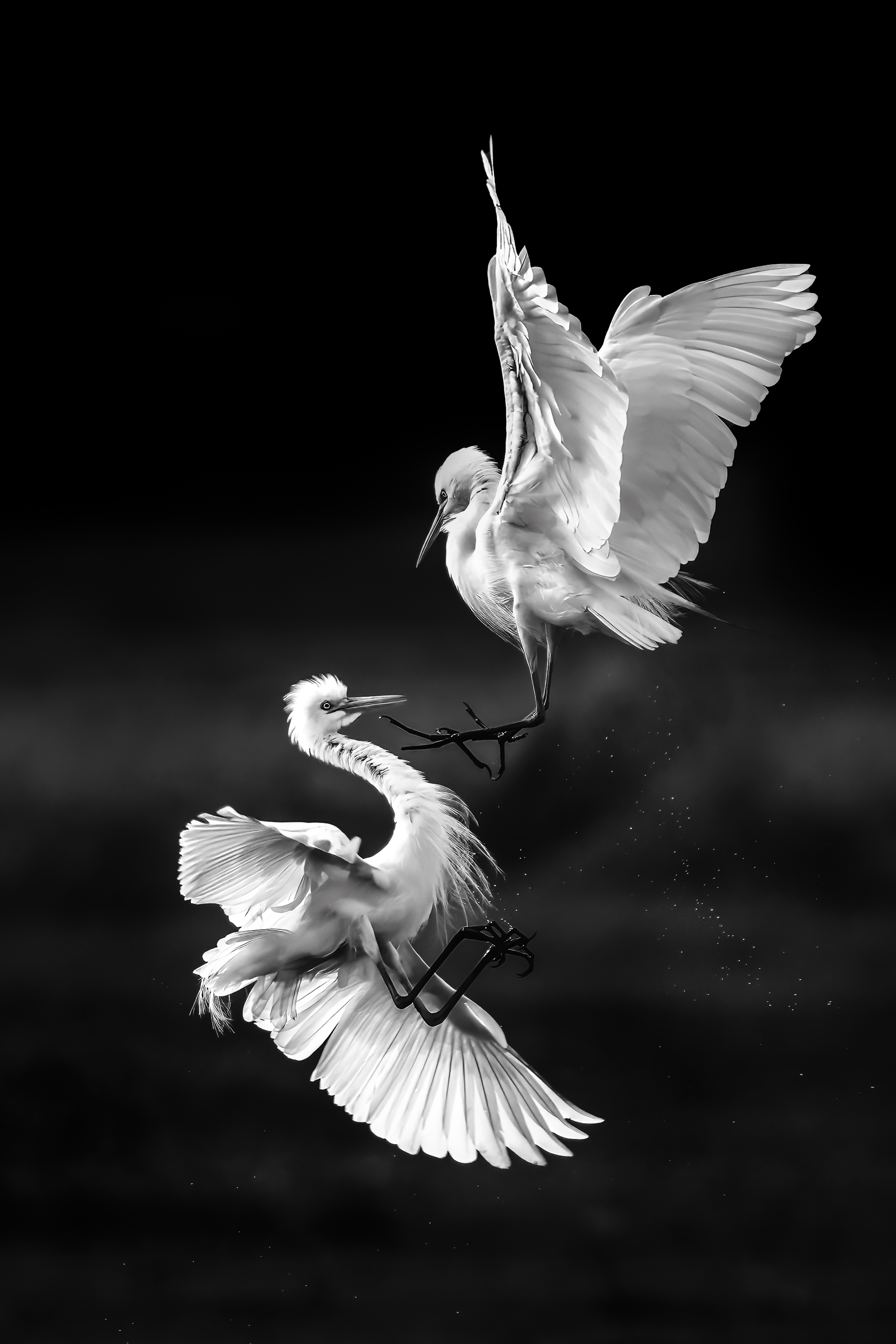 Let the Battle Begin by Deb Ford