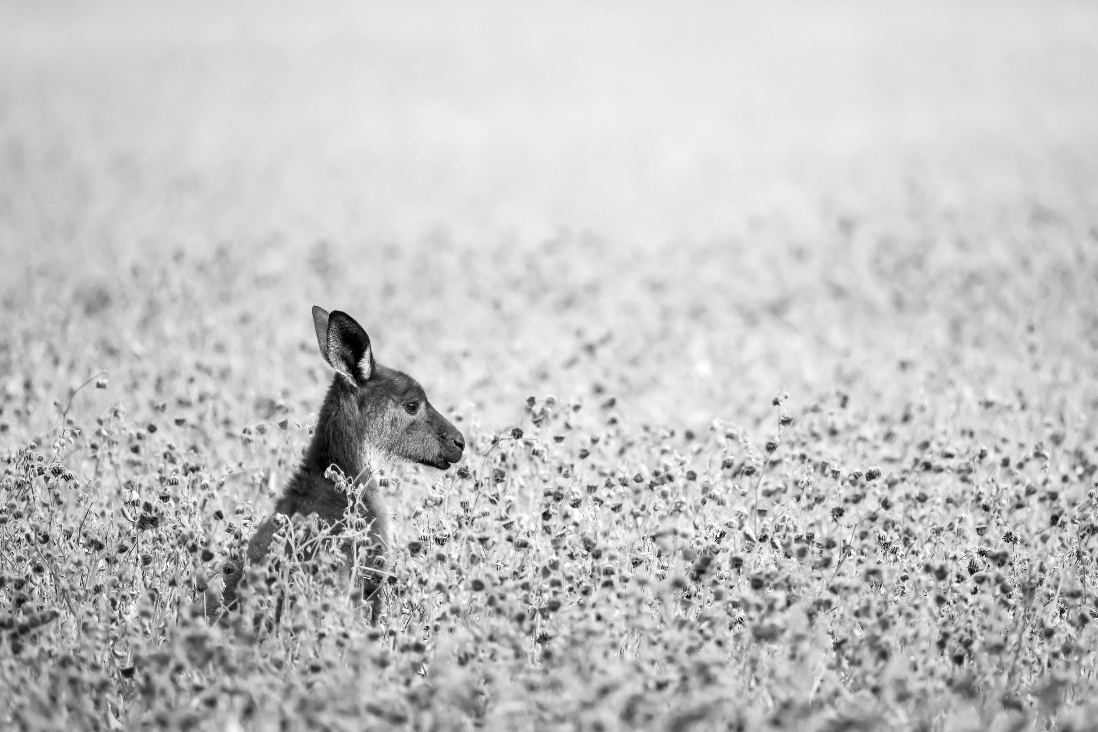 Feeding in the Grass by Sally Edwards