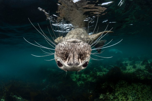 © Greg Lecoeur, National Awards 1st Place, France, Shortlist, Open competition, Natural World & Wildlife, 2019 Sony World Photography Awards.