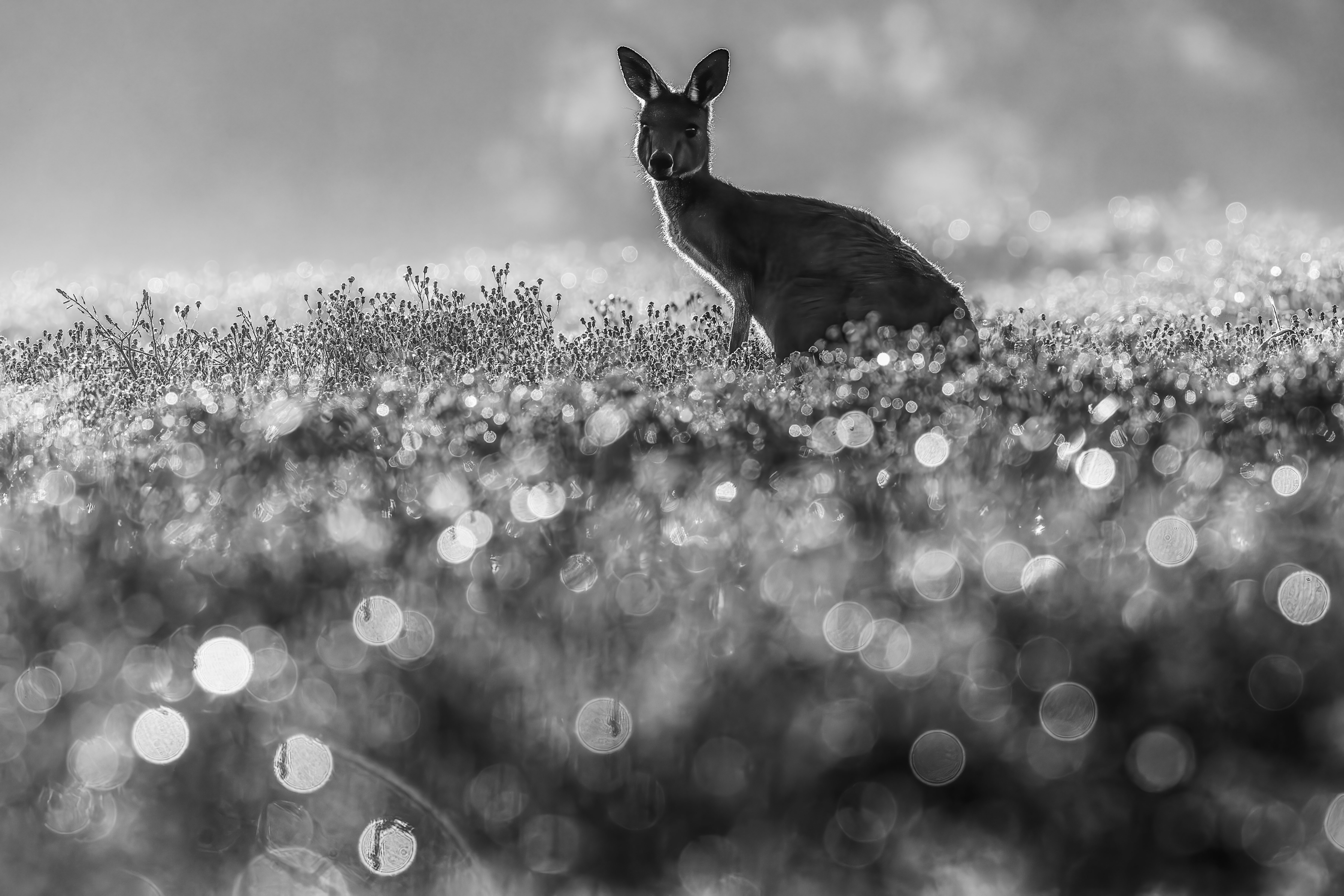 Backlit Roo by Jason Moore