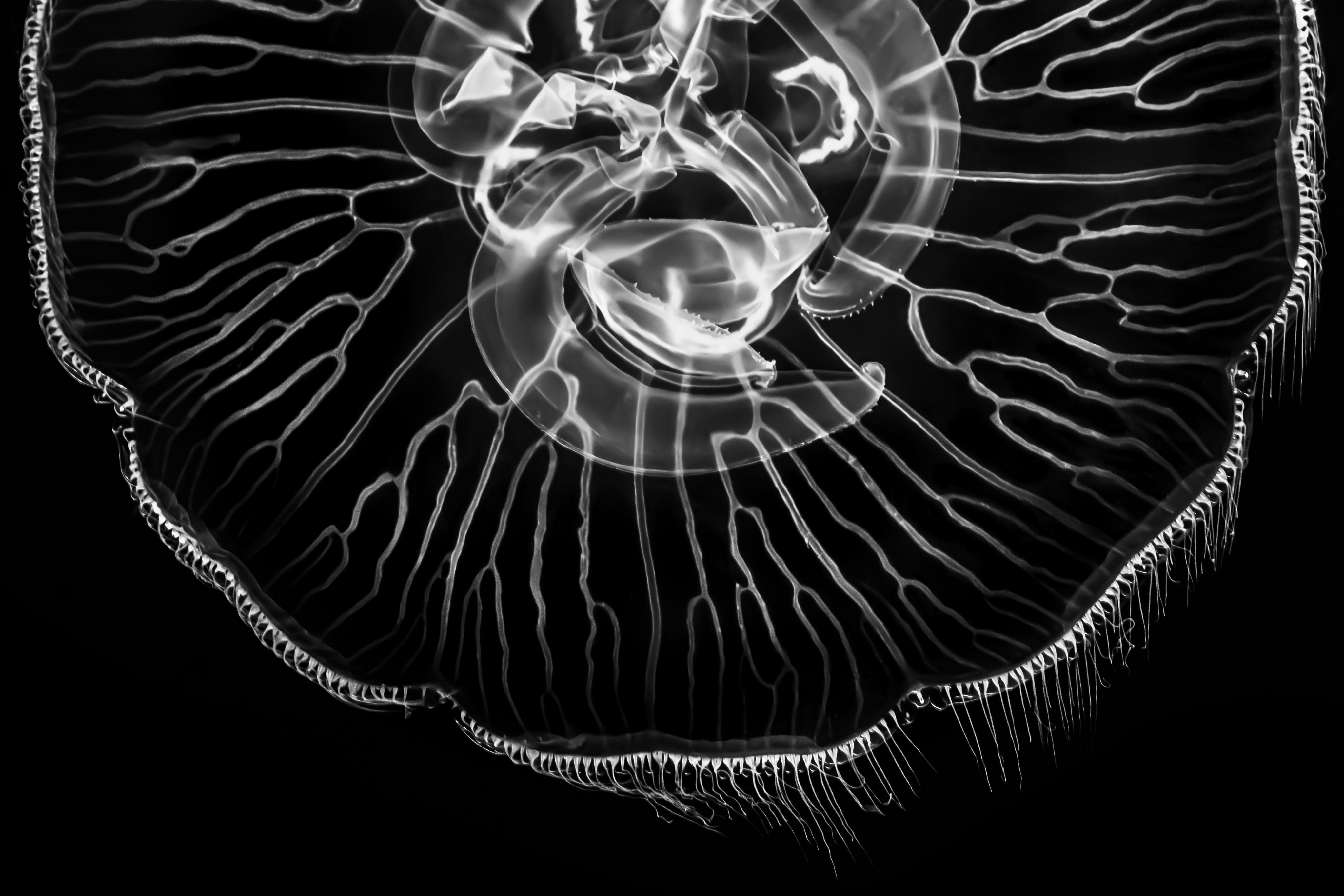 Jellyfish by Kate Snow