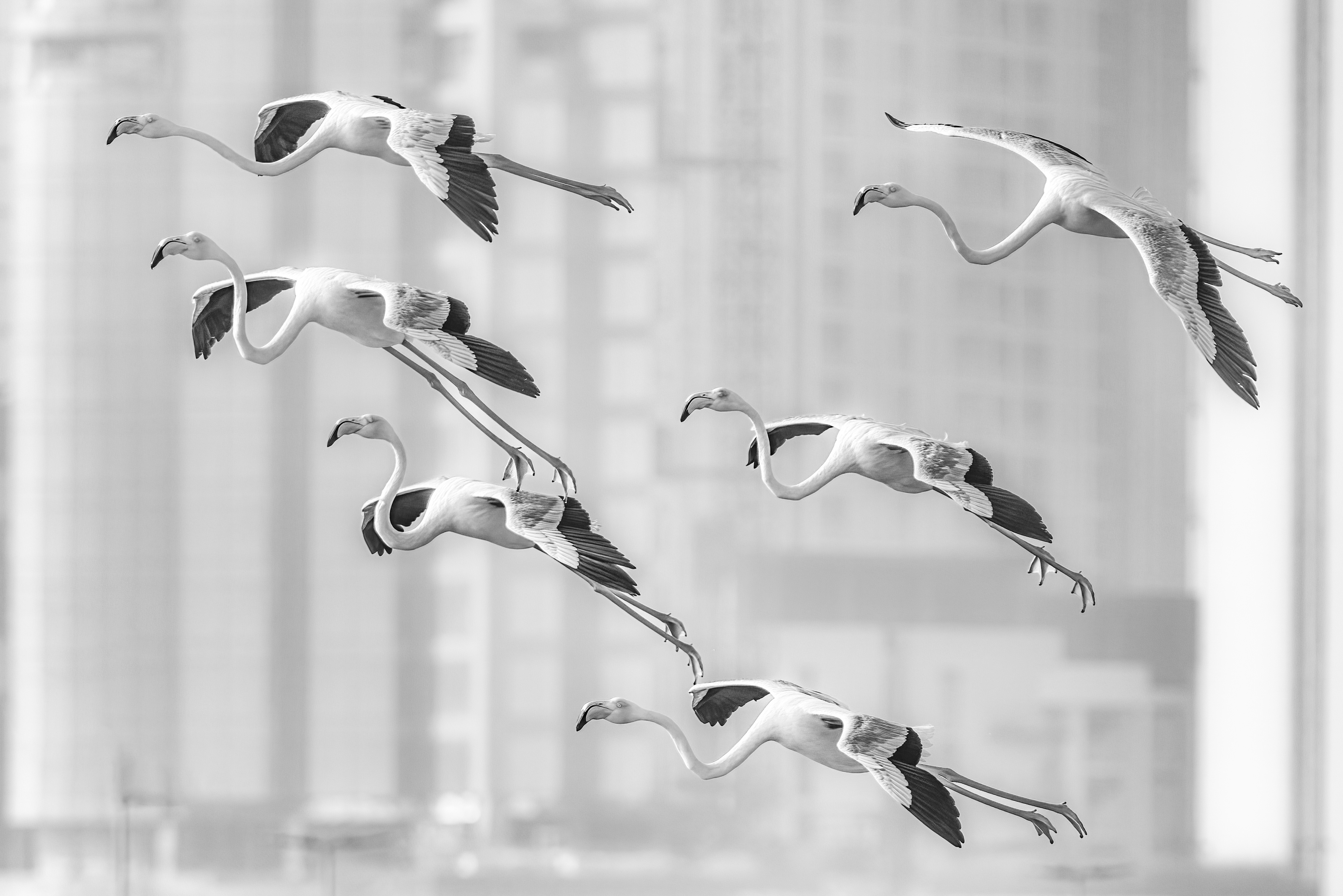 FIFO Workers of Dubai by Geri Milne