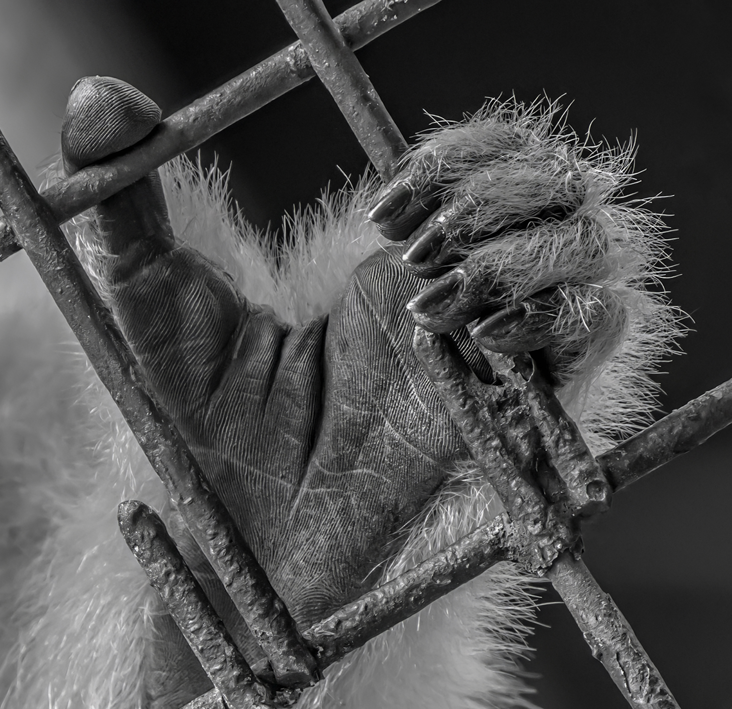 The Silent Plea by Caroline Trenfield