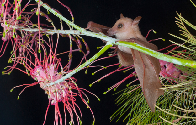 There are 90 species of micro bats (or Microchiroptera) in Australia. Micro bats are not a threat to human health, especially if you don’t handle them. Photo: Steve Parish.