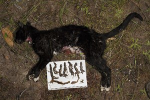 Feral Cats Australia Impact Million Feral Cats Australia Impact Million