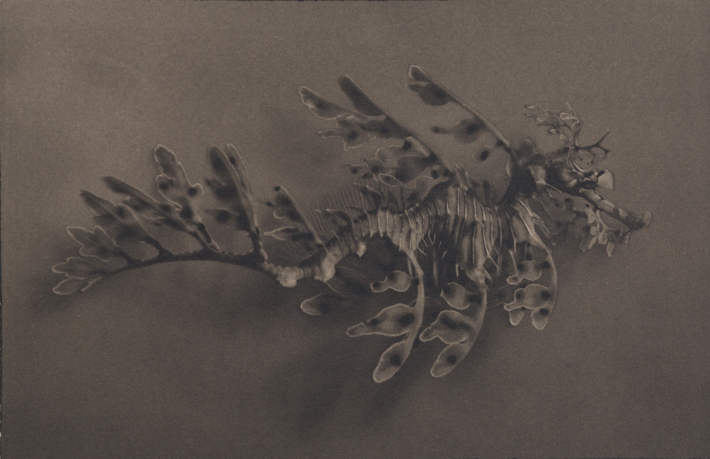 © Liam Lynch. Leafy Seadragon Palladium Print #14