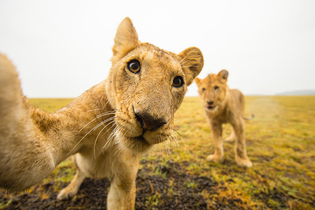 lion cub close up