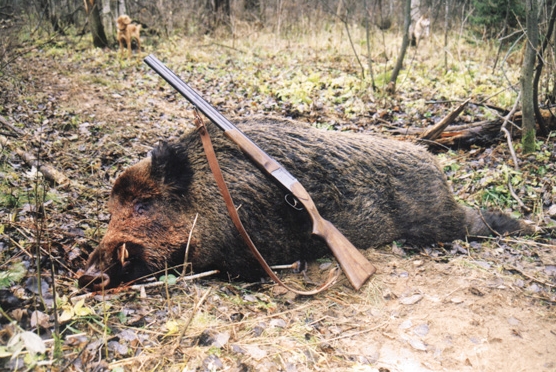 Russian Wild Boar - Wikipedia