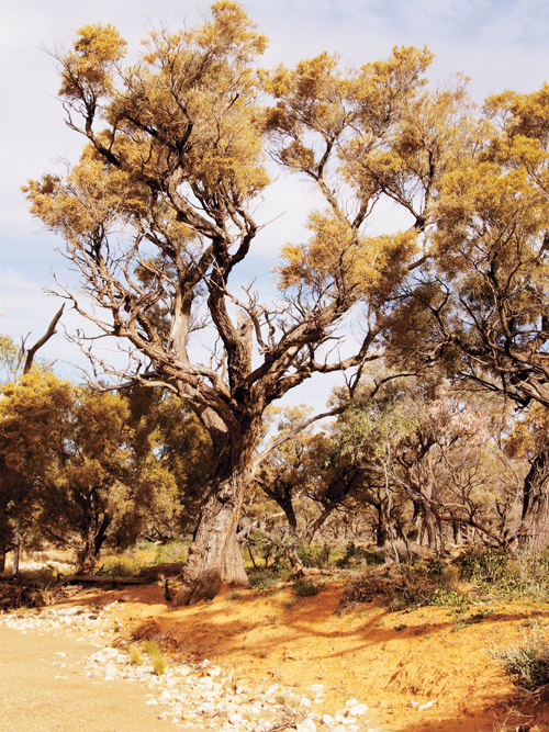 TimberTrip_PeteMcCurley-gidgee.jpg