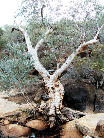 TimberTrip_PeteMcCurley-redgum.jpg