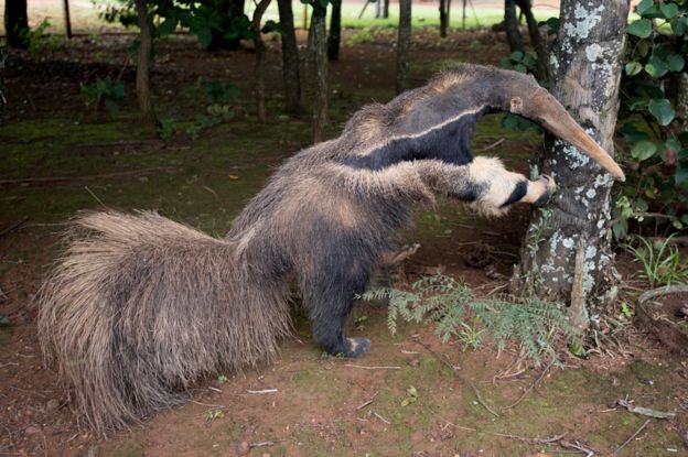 The anteater at the visitor centre of the park.