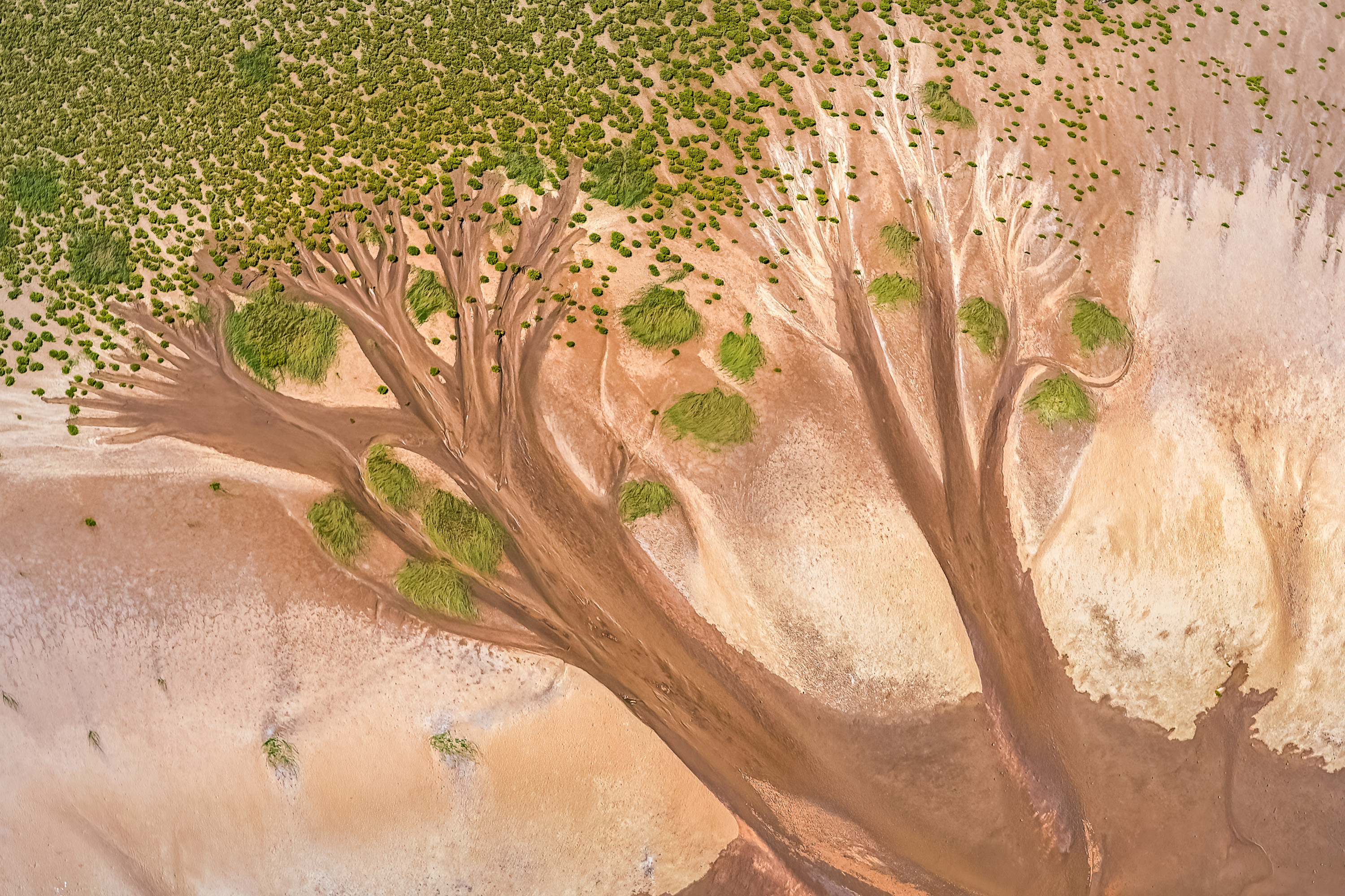 Alwyn Kucks Memorial Award, Tree of Life, Craig McGowan