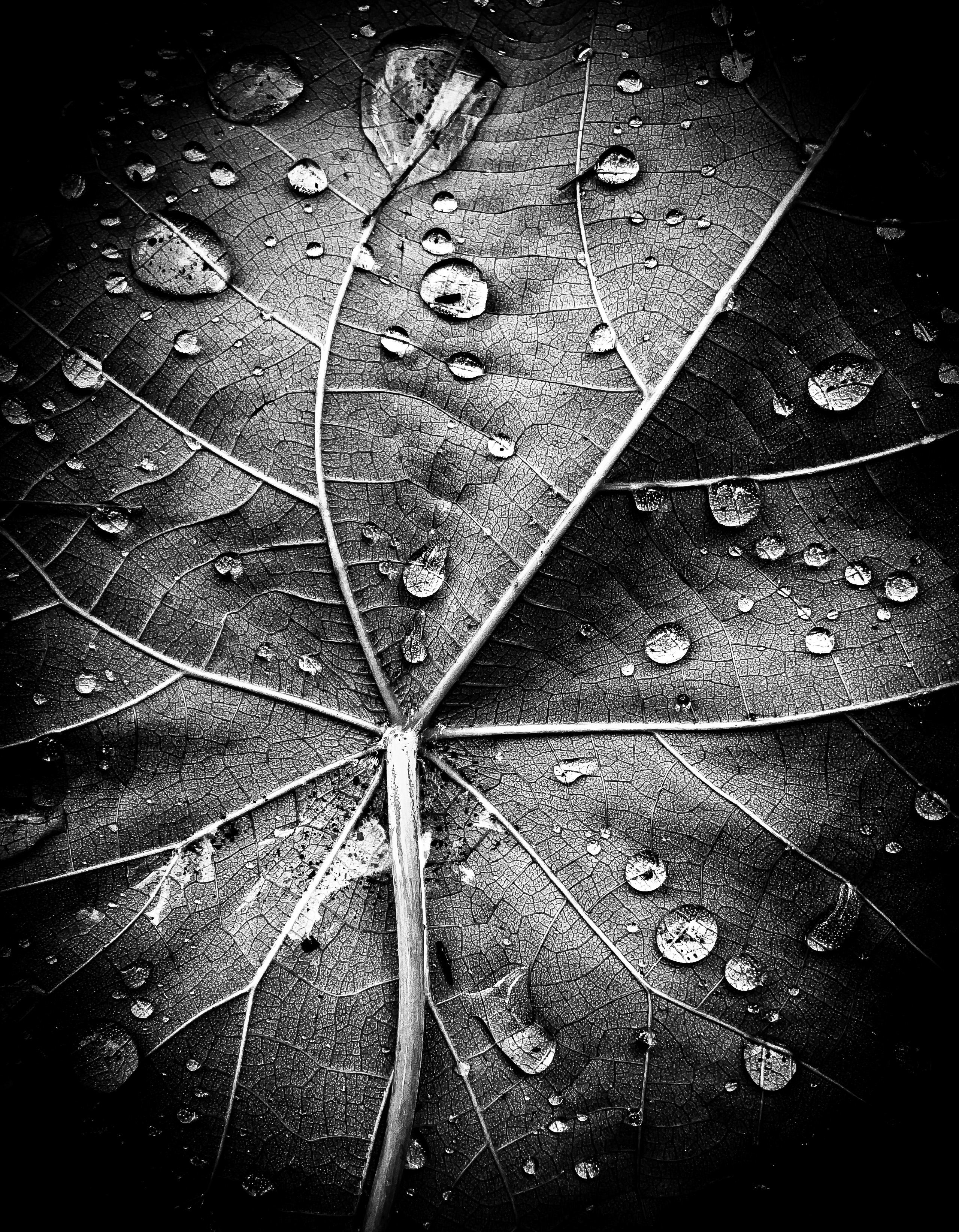Anne Healy, Raindrops on leaf