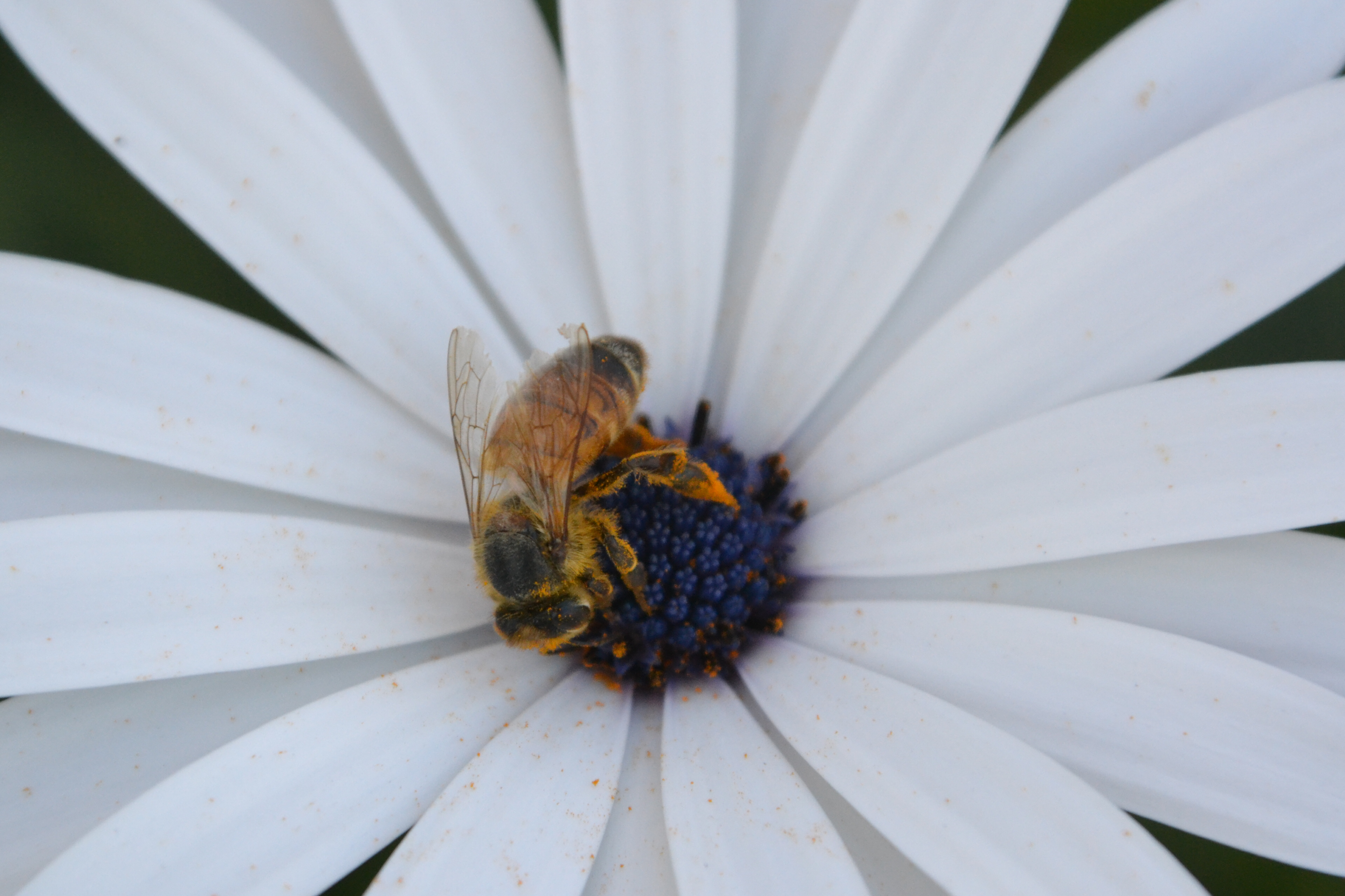 Young photographer award, 9 years or younger, Bee in flower, Benji Petersen