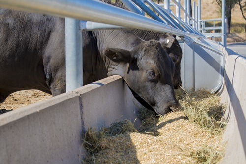 In an Australian first, the national science agency CSIRO has measured the 'net protein contribution' of beef to human nutrition. It means the quality and quantity of protein created by cattle can be measured in comparison to the protein they eat. (Source: CSIRO)