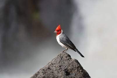 © David Miller. Red Crested Cardinal. 