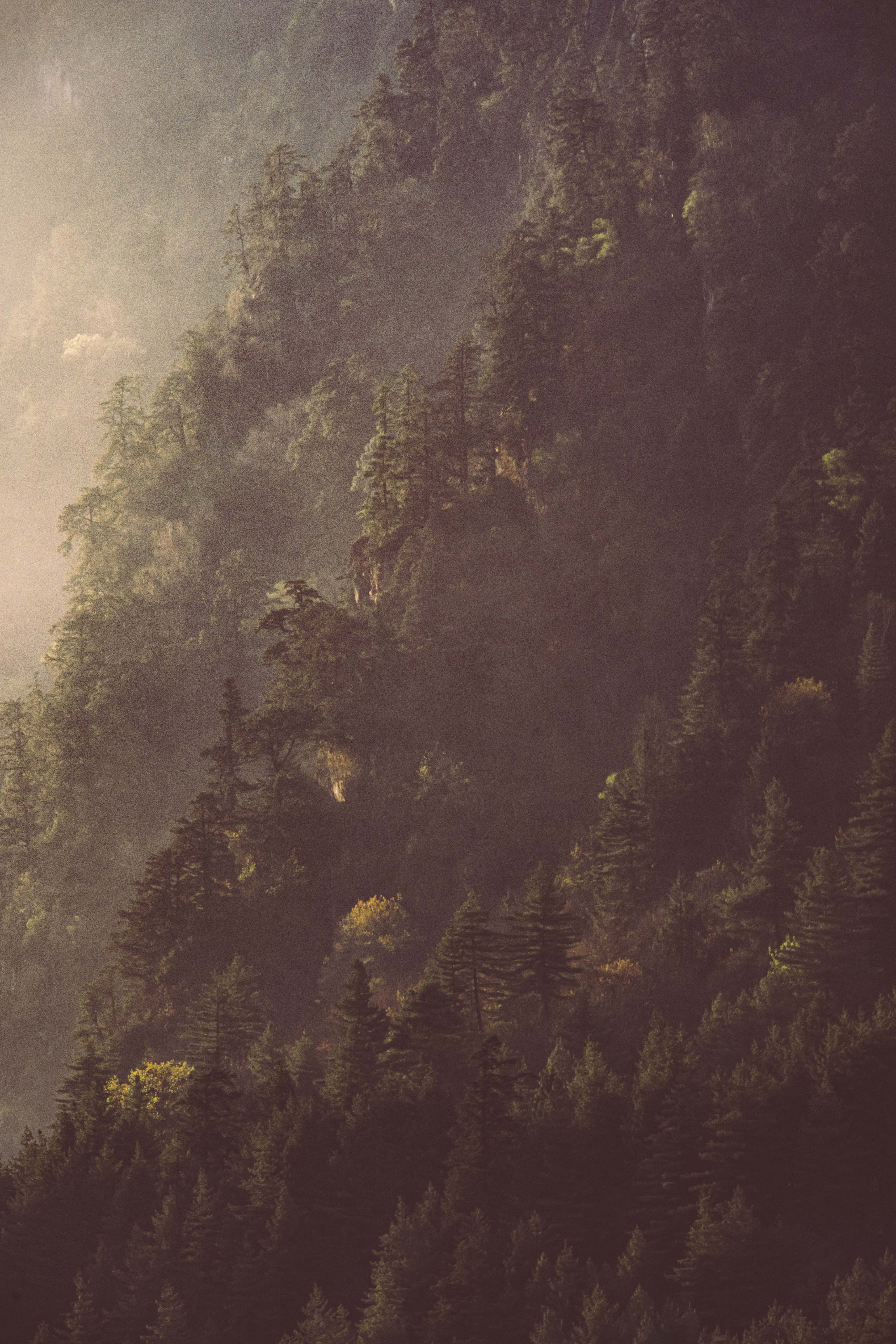Dave Gover, Forest bathing