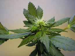 Decision on hemp-based foods delayed