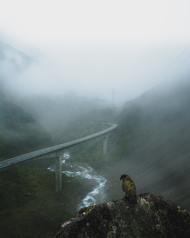 Winner: Tatsuki Kirkland, 'Arthur's Pass'